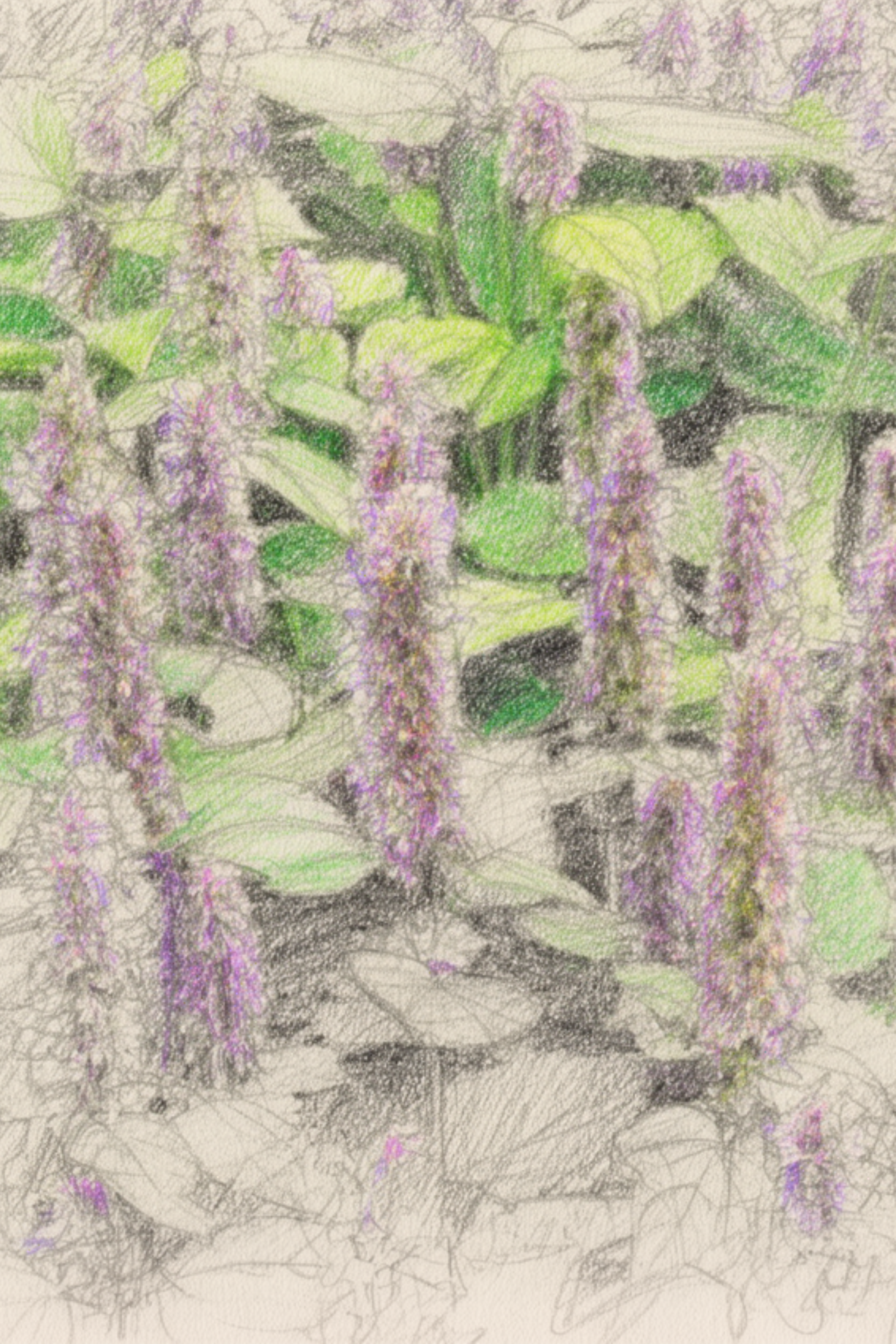 Anise Hyssop