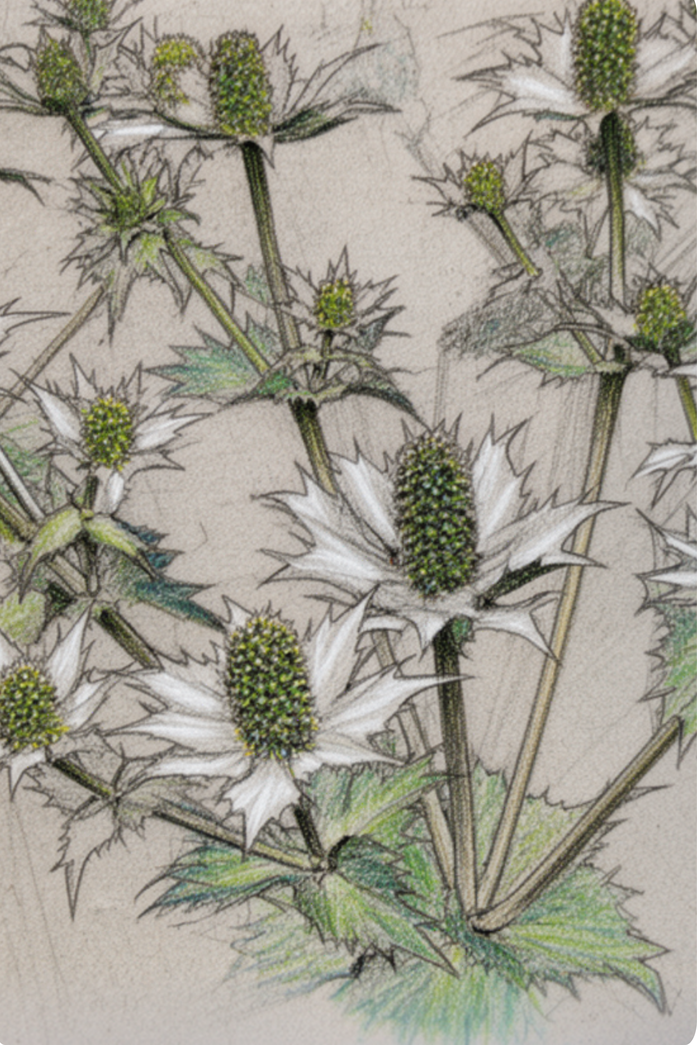 Sea Holly 'Miss Willmott'