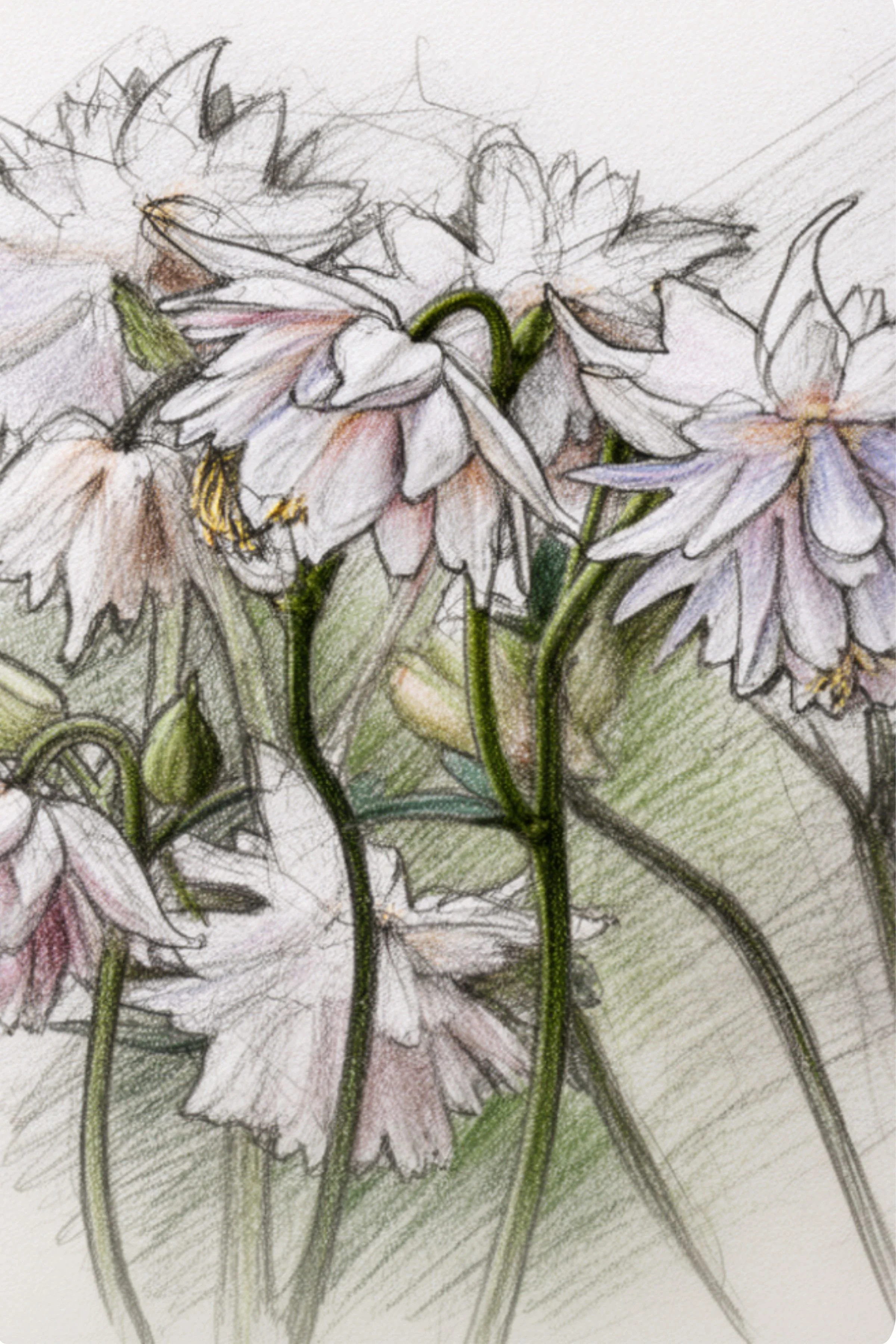 Aquilegia-White-Barlow-Flower-Sketch.jpg