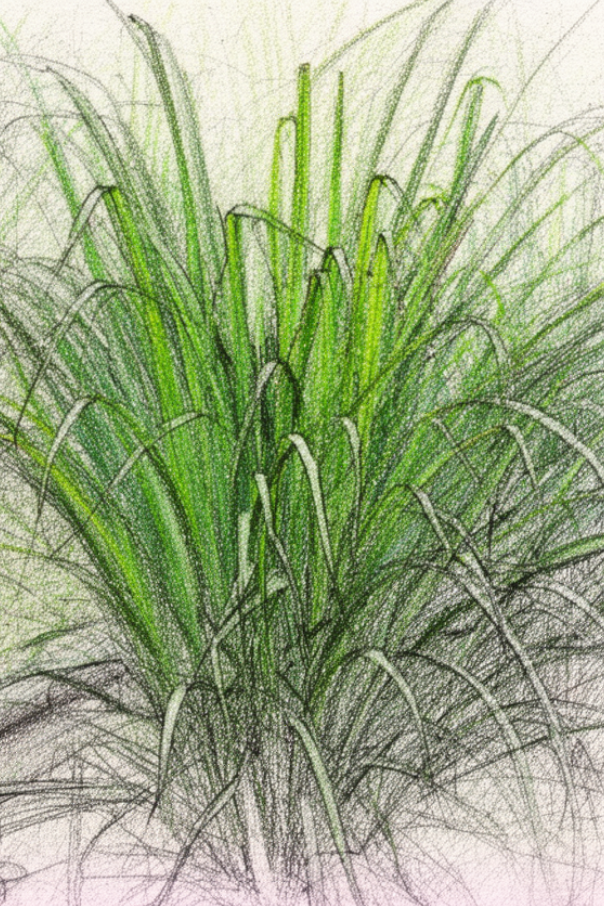 Lemongrass