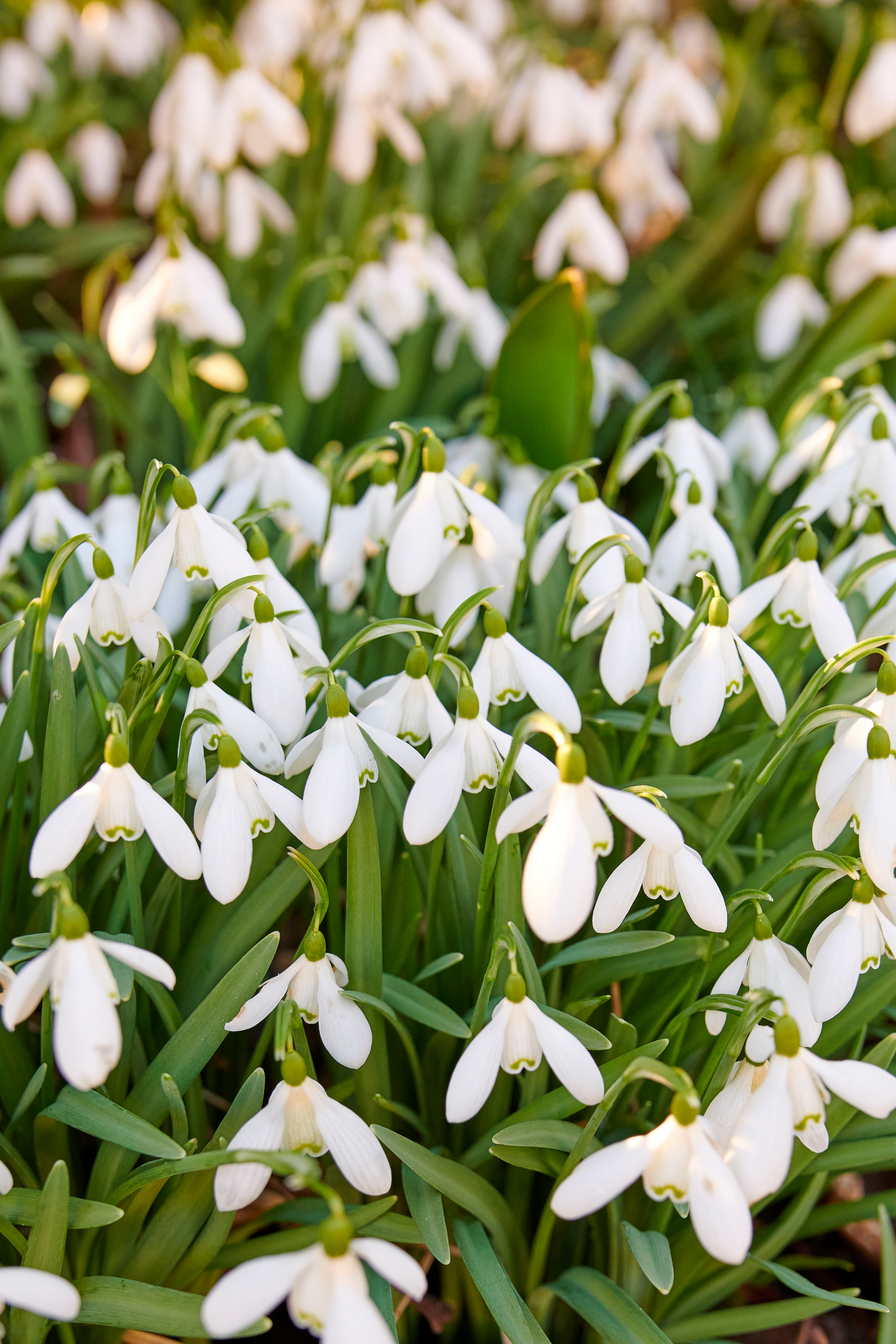 Galanthus woronowii