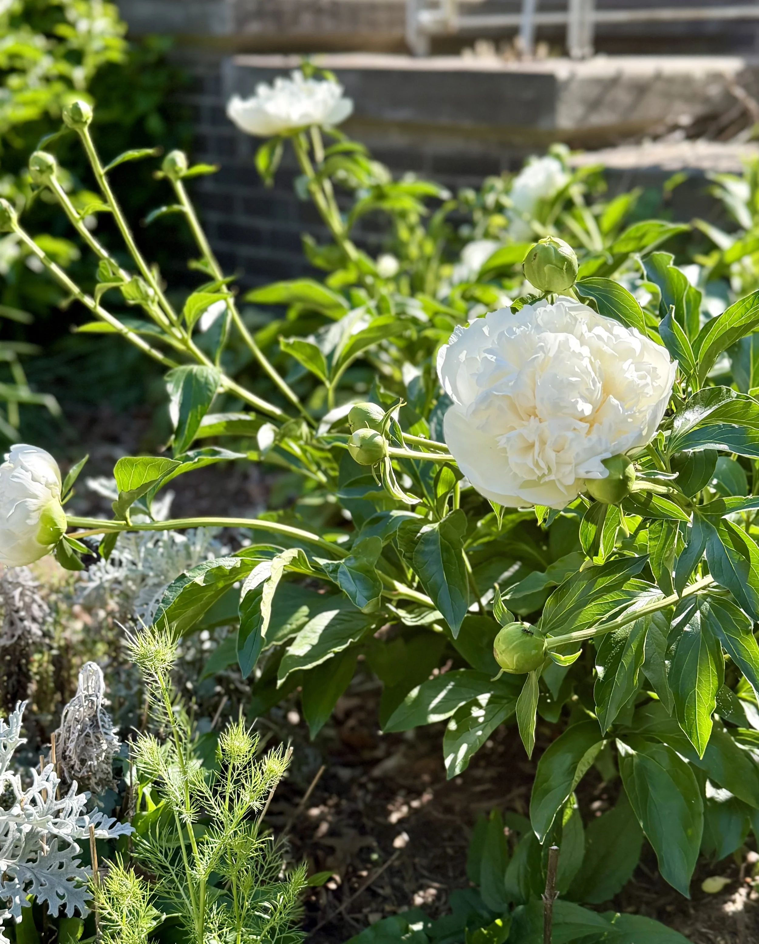 White Peony at Hilltop