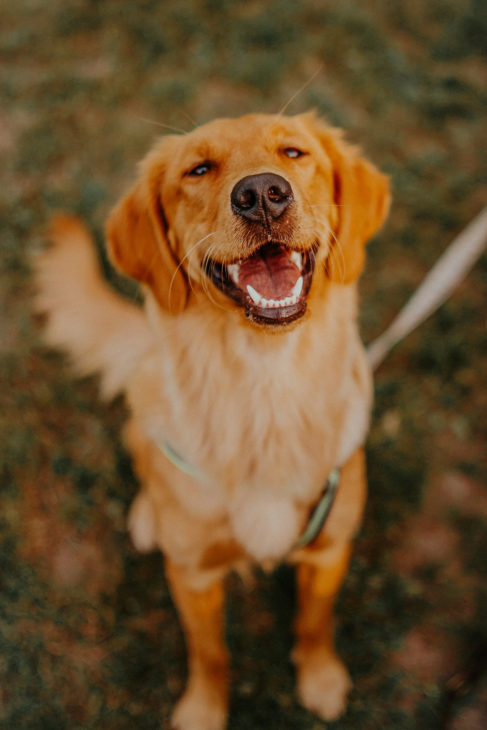A happy golden retriever dog with an open mouth showing teeth, standing on a dirt ground outdoors.