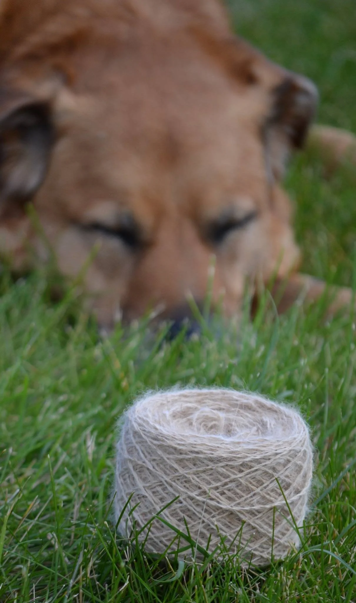 Lexie yarn.jpg