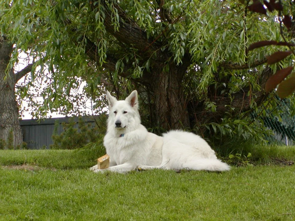 A white dog lying on the grass near a tree in a backyard.