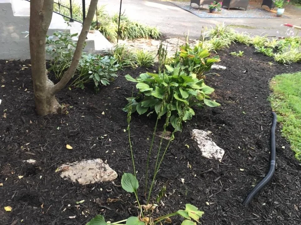 A close-up of a flower garden bed with dark mulch, small shrubs, and a tree trunk, with a sidewalk and potted plants in the background.