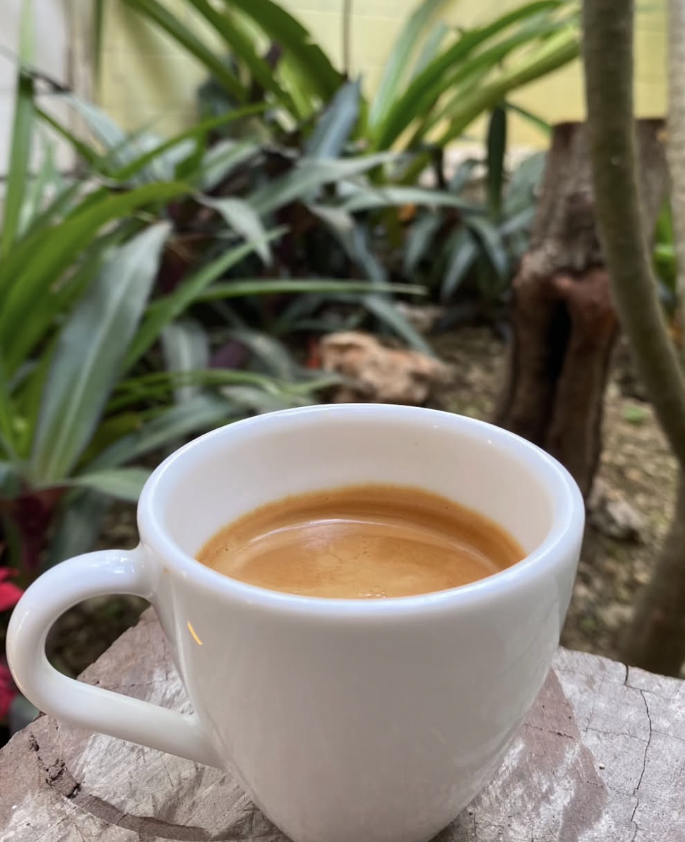 Ki koffee Barra de Café