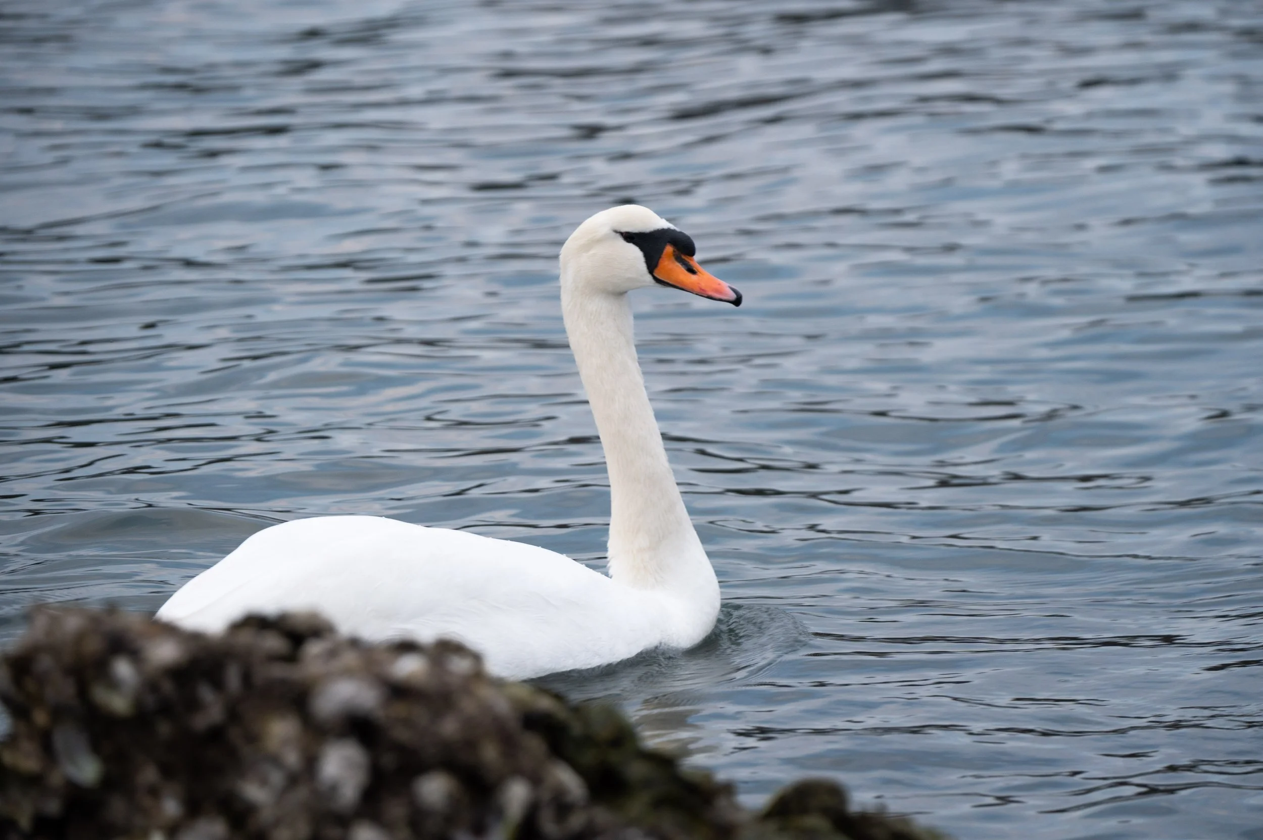Fotografija živali - Album