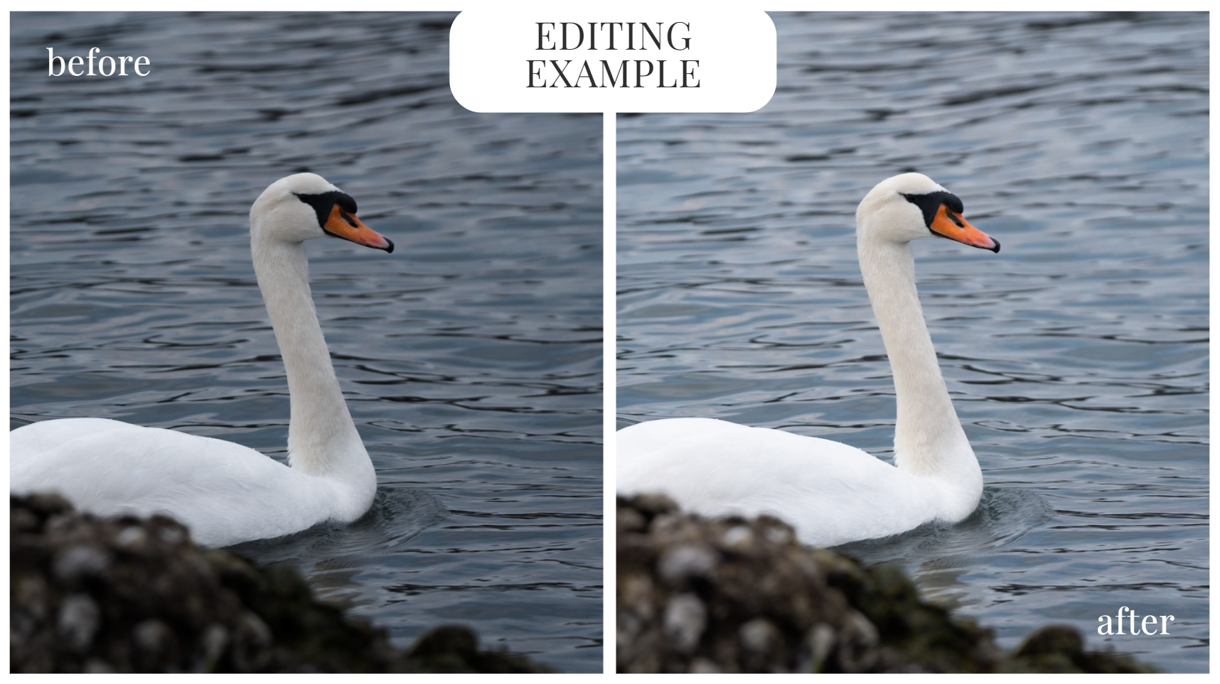 Mia_Mlačić_before_after_swan.png