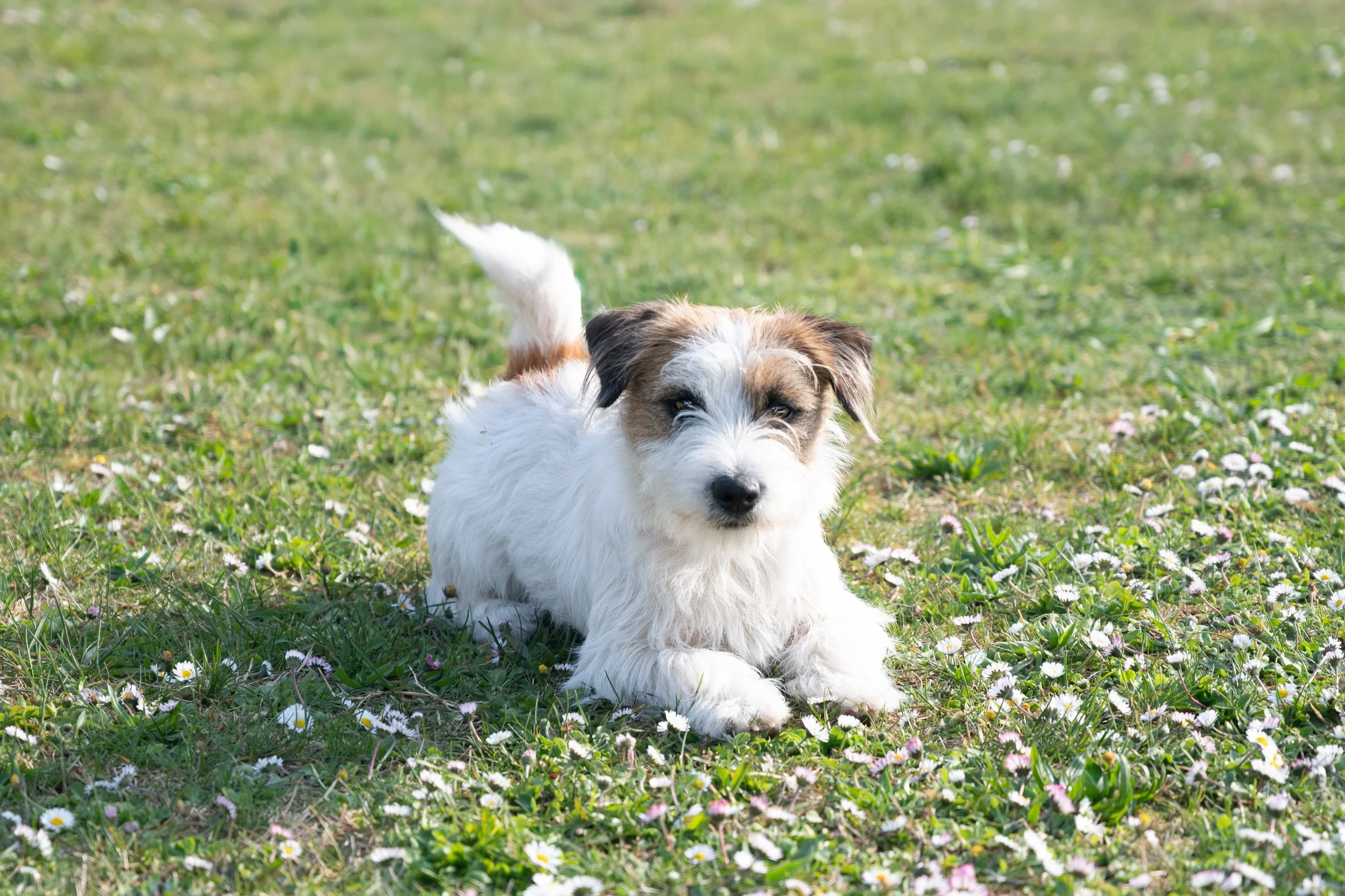 DSD_2874-1.jpg
