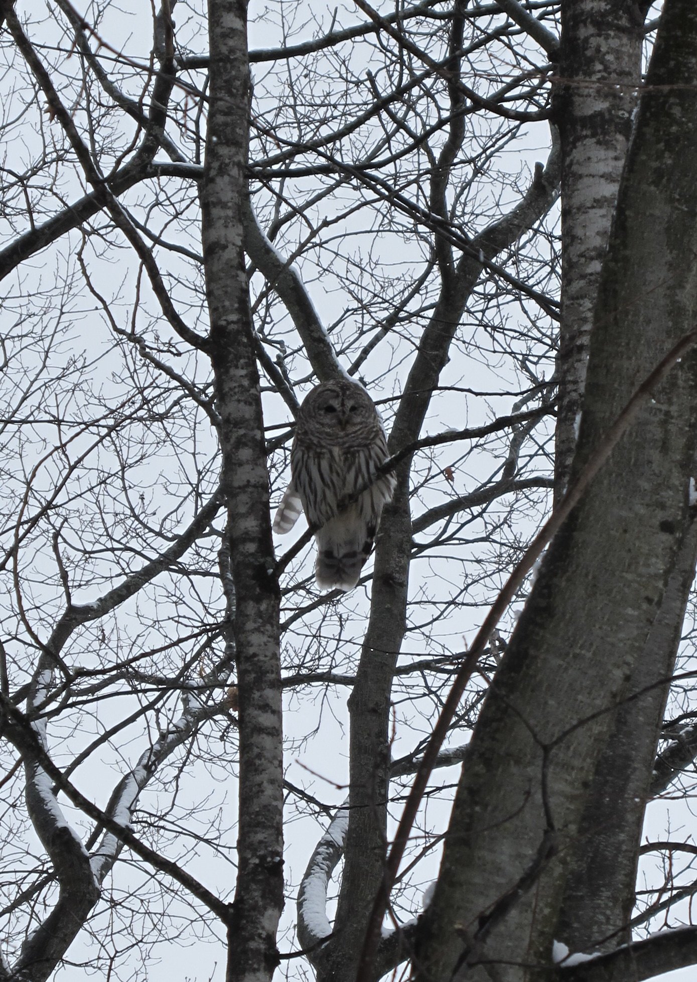 Look who-who-who is saying hello to us