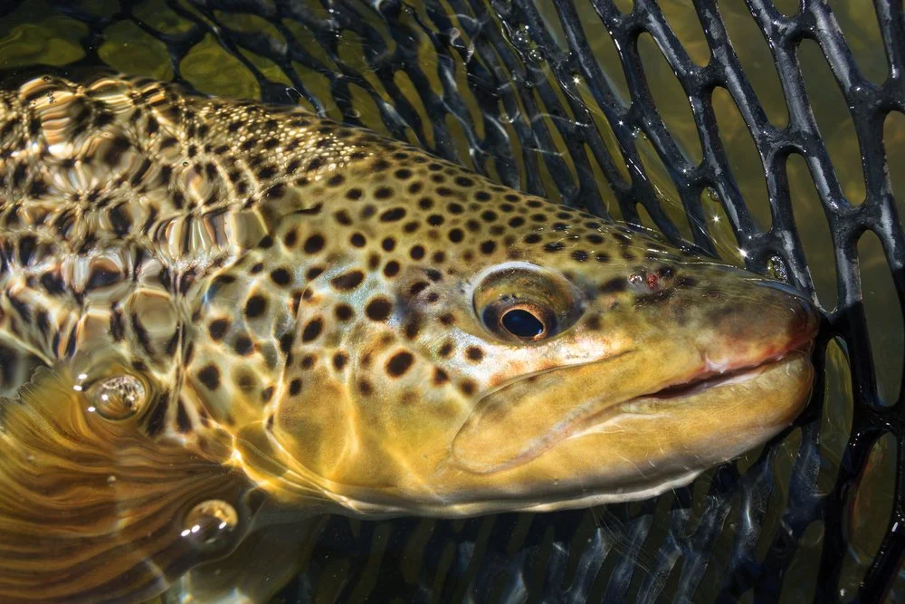 Beaverhead River in February