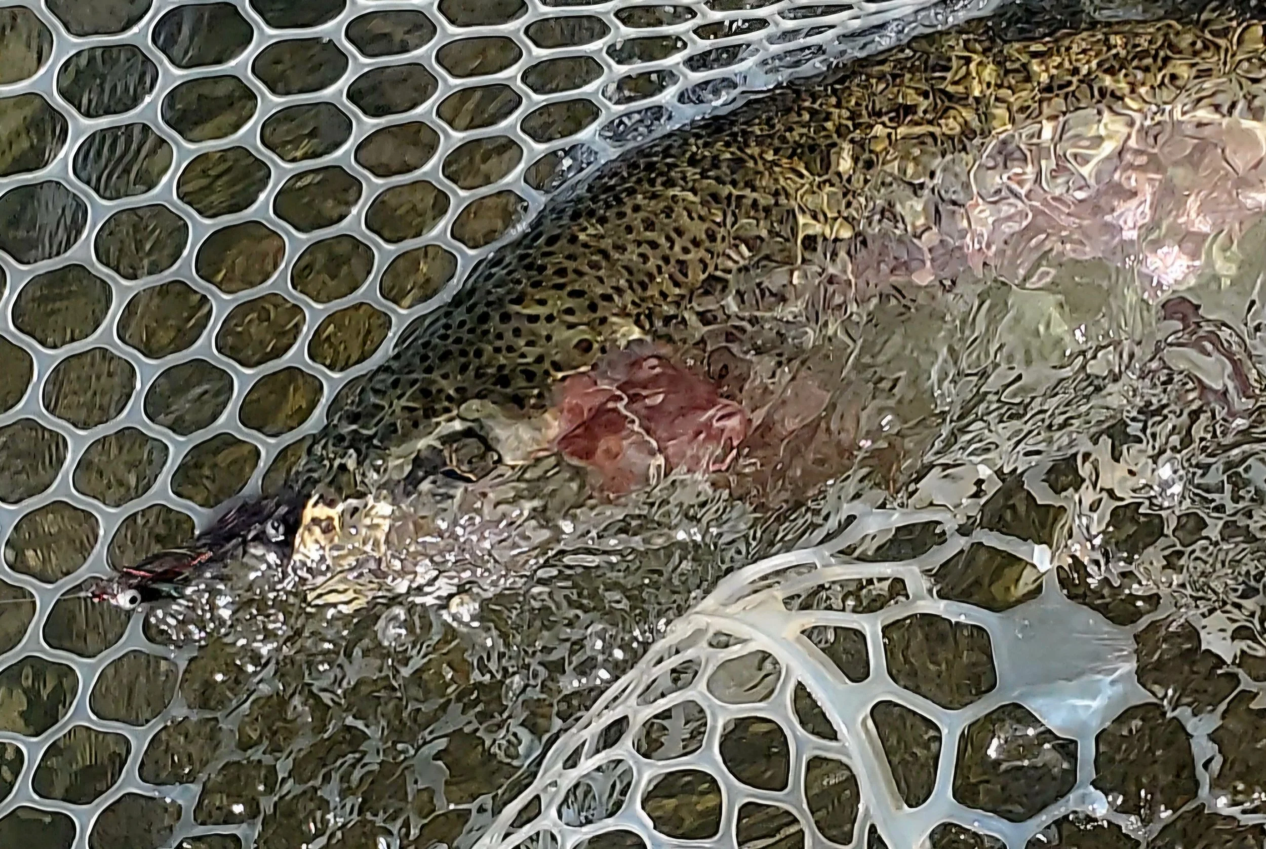 madison river guided fly fishing trips Ennis, Montana Guide Wes Peterson