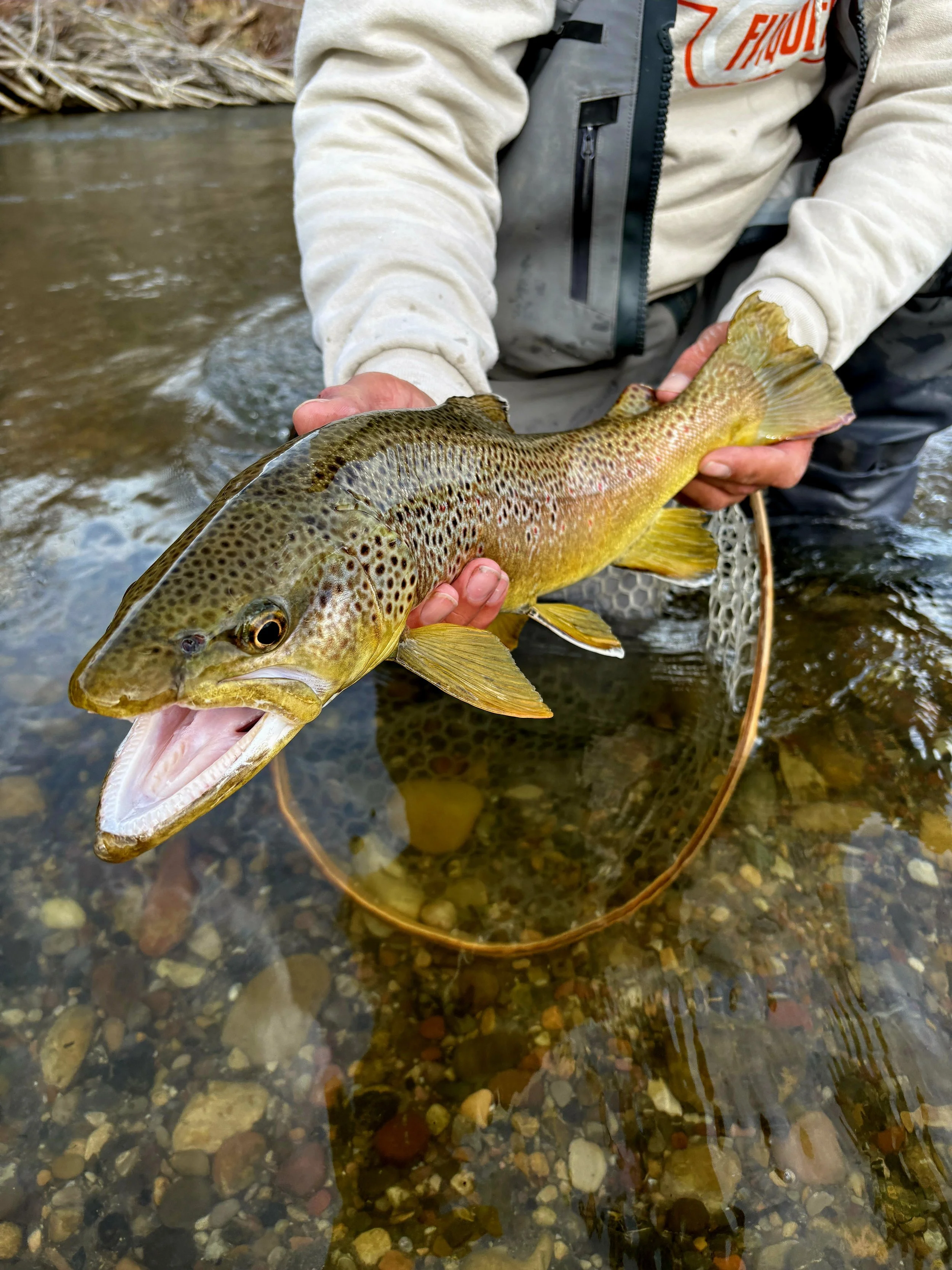 Person holding a rainbow trout over a shallow river with a rocky bed.