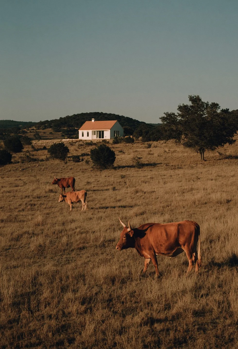 A rural landscape with three cows grazing on dry grass, a tree on the right, and a white house with a red roof in the background under a clear sky.