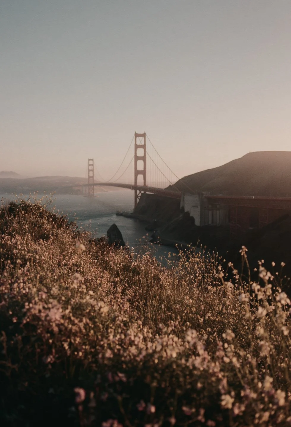 Golden Gate Bridge during sunset with pink flowers in the foreground and hills in the background.