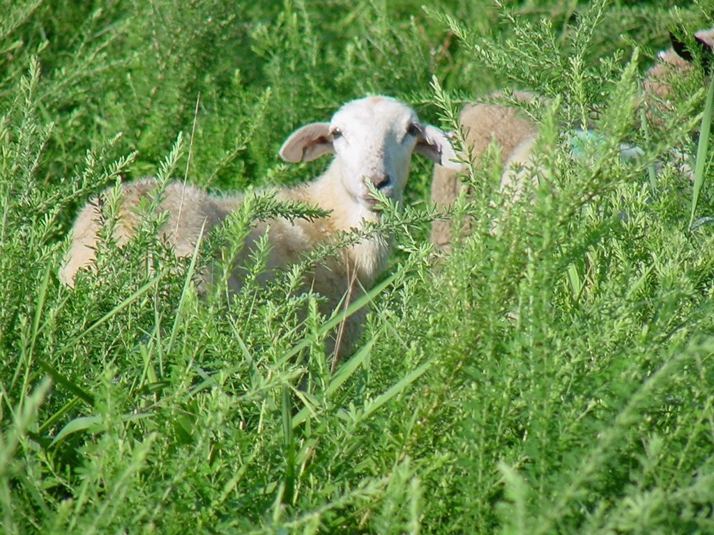 lamb in lespedeza.jpg