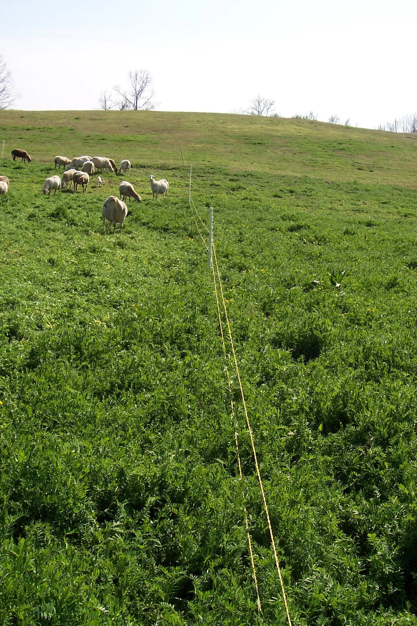 rotational graze ungrazed2.JPG