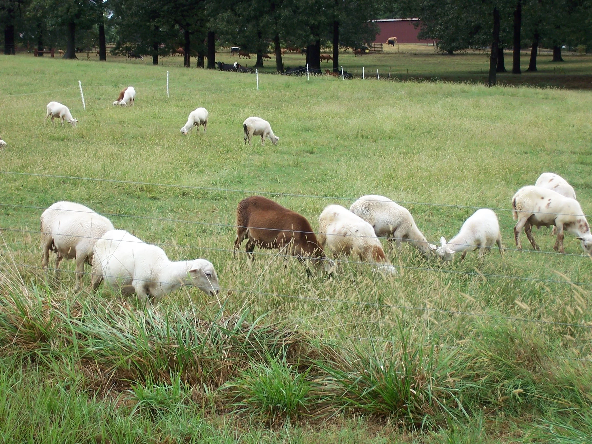 HI lambtrial4 090507.jpg