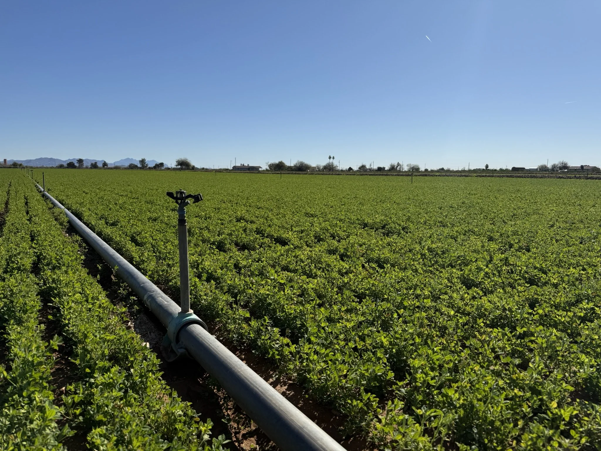 A vast green field with a sprinkler system running, set against a clear blue sky with distant mountains on the horizon.
