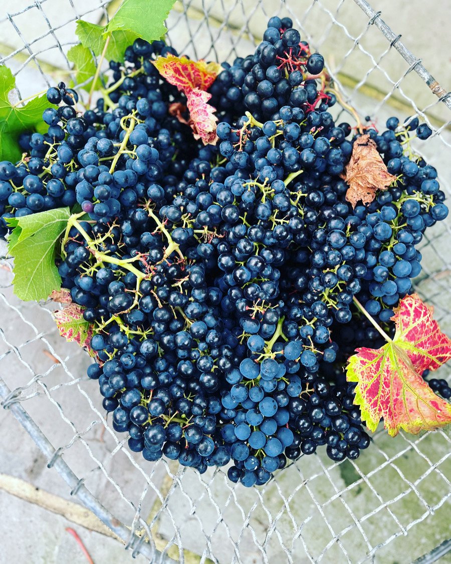 27 September 2026 | Slow Sundays at Vallis Farm, Frome