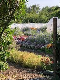 wild garden pic.jpeg