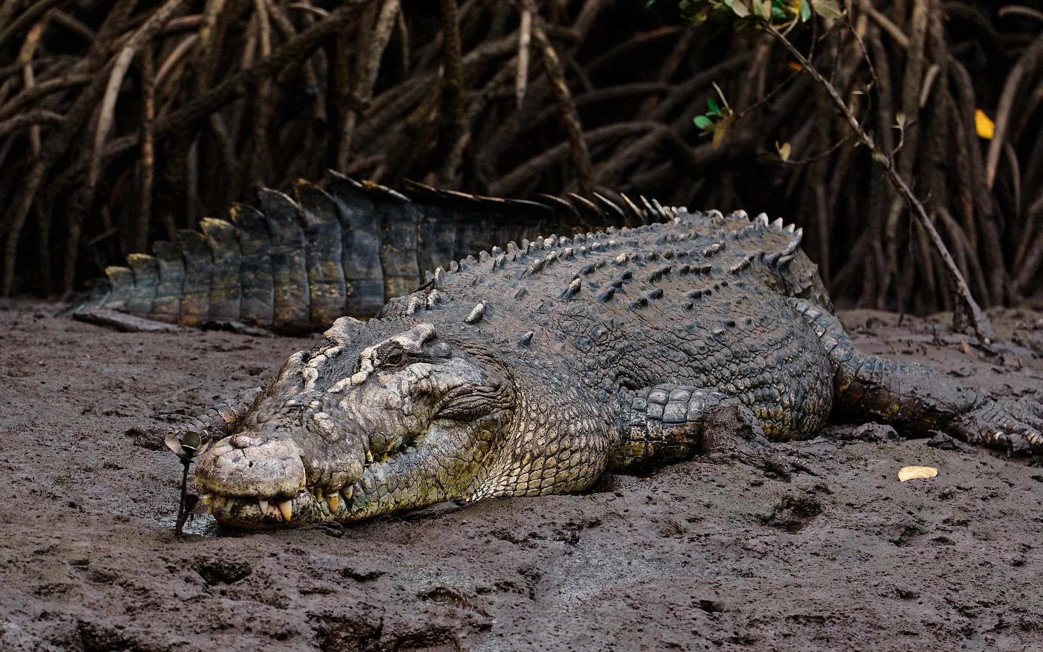 Hinchy Comp 24-2024-08-27 11.28.27.jpg