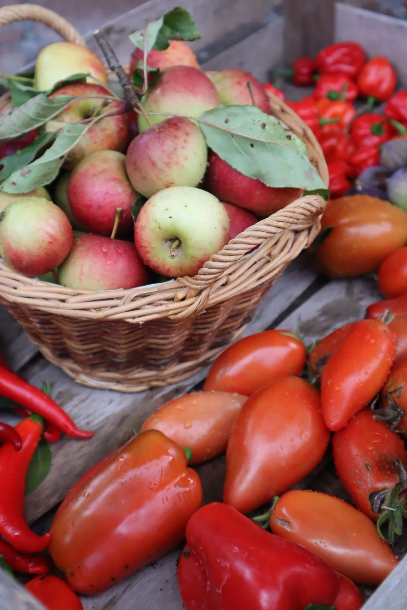 Jahres Coaching - Ganzheitliche Begleitung