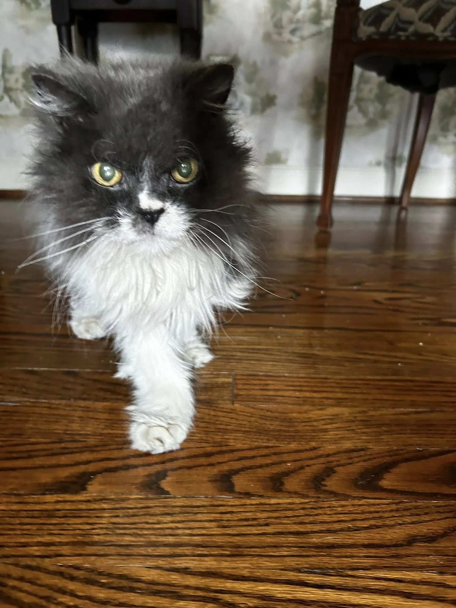 A black and white long-haired elderly cat walking on a wooden floor, with a slightly curious expression.