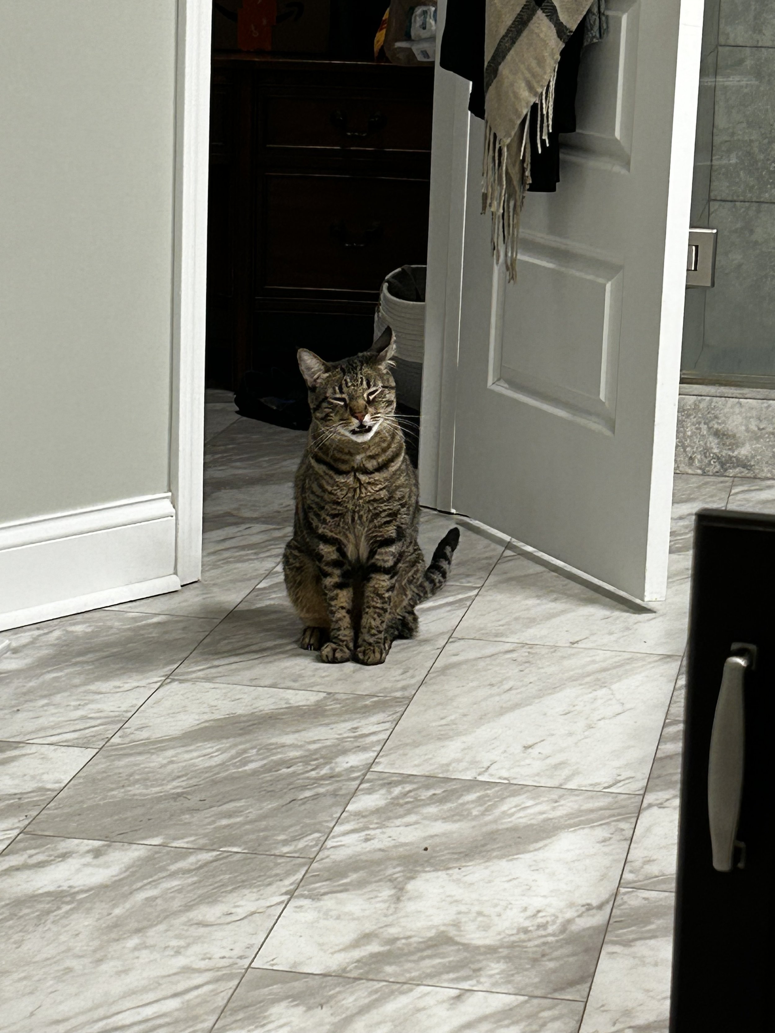 A striped tabby cat sitting on a tiled floor inside a house, near a partially open door, with a playful expression and eyes squinted. Vocal cat serenading The Chatty Pet Sitter.