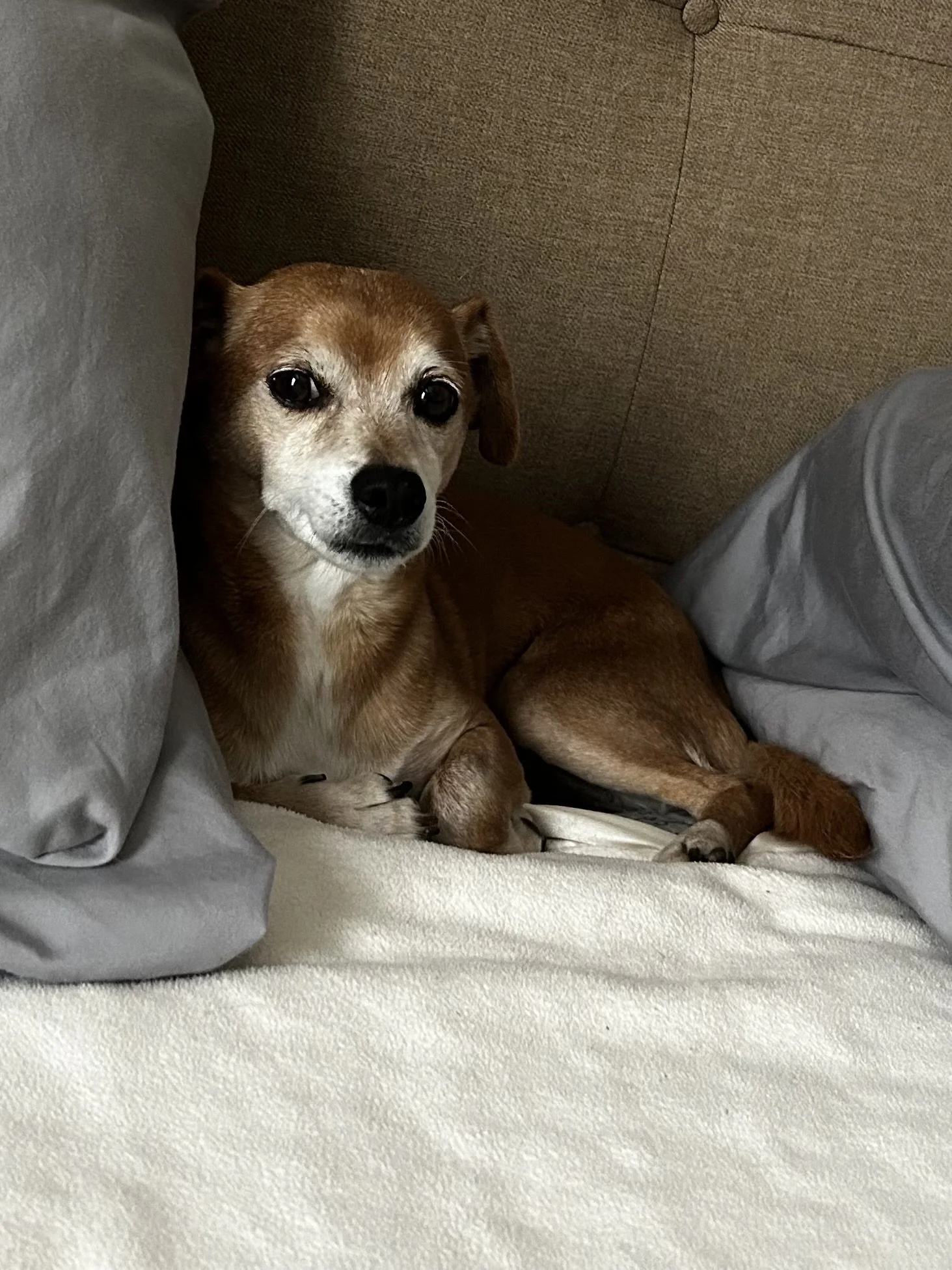 A small brown dog with white fur on its face, lying on a bed between gray pillows and a beige headboard, looking at the camera. Picture was taken by the Chatsworth pet sitter.