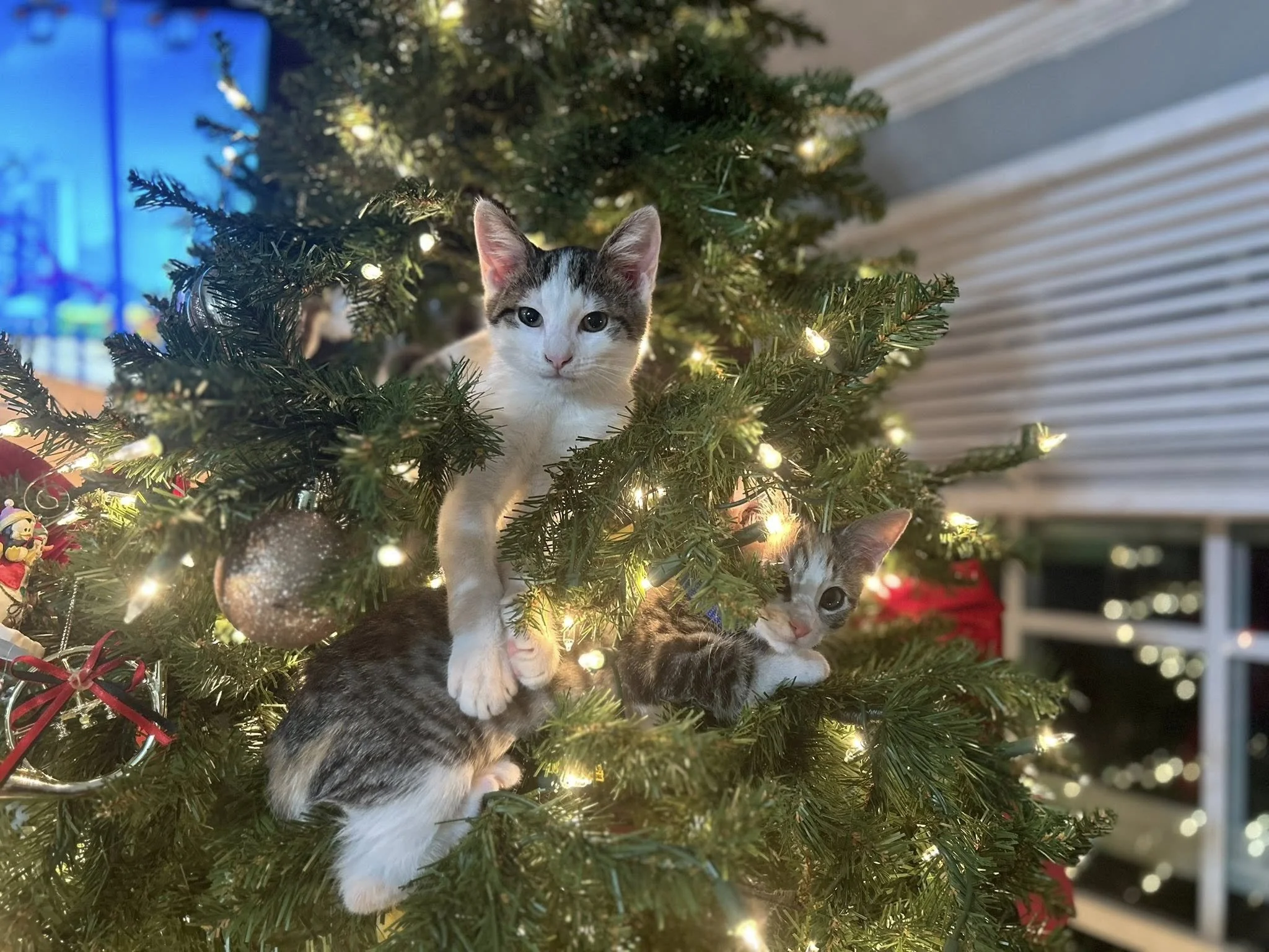 Two kittens with gray, white, and brown fur sitting on a decorated Christmas tree with lights and ornaments.