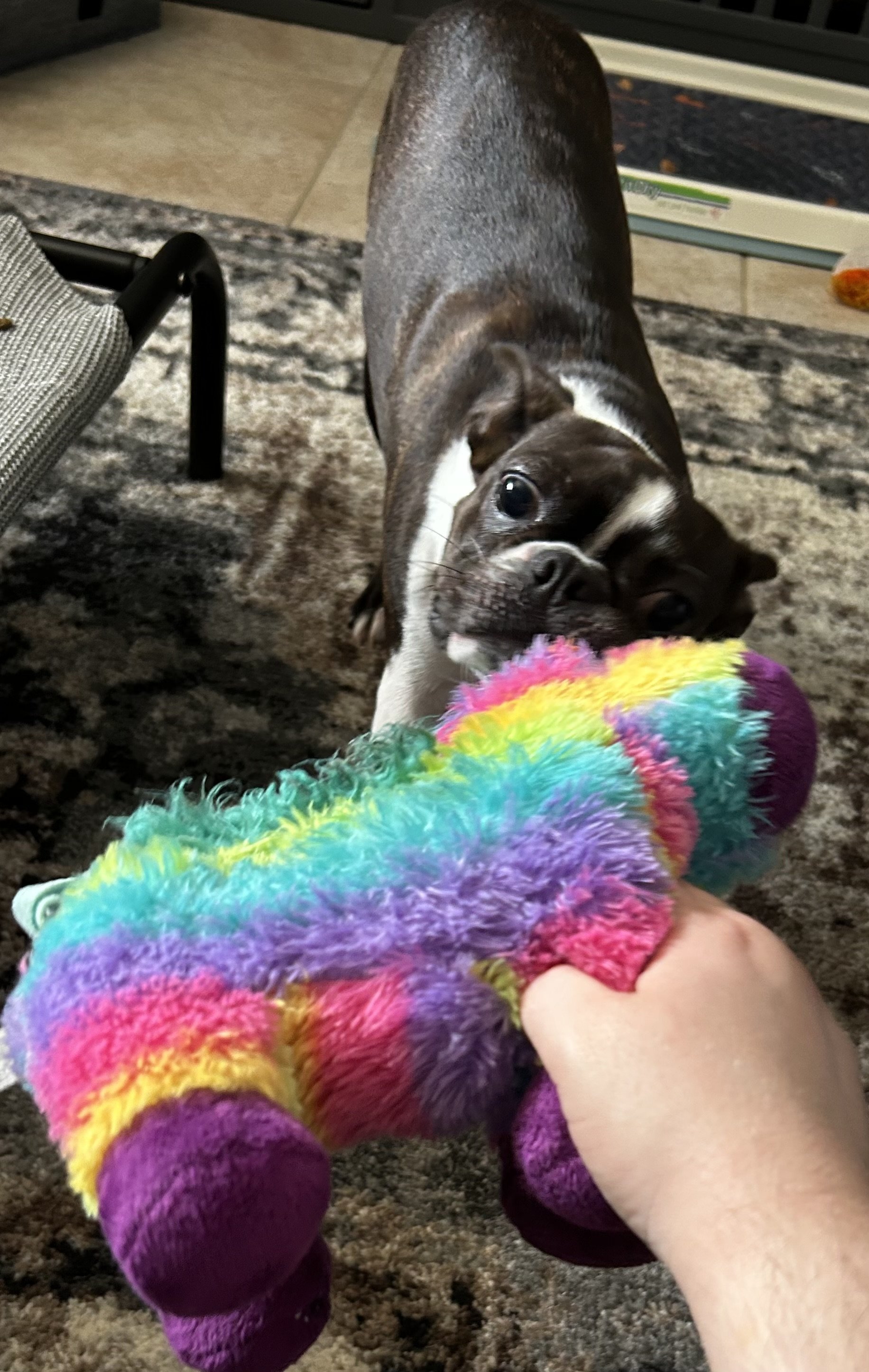 A person playing tug-of-war with a small brown and white dog using a colorful stuffed toy in a living room. The picture was taken by the Dalton Pet Sitter.