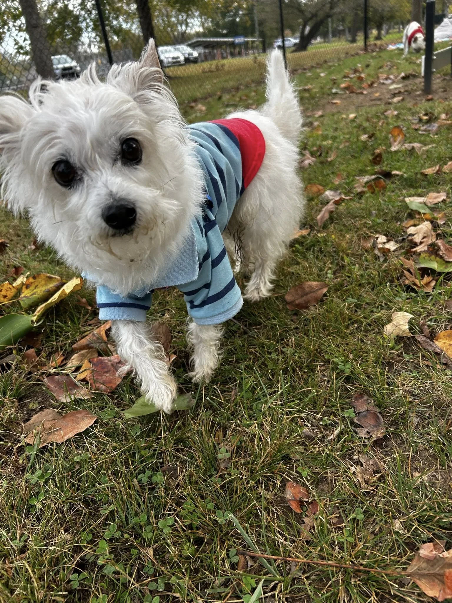 A small white dog wearing a blue striped sweater and red shorts is standing on grass with fallen autumn leaves in a fenced park or yard. Taken during a doggy birthday party.
