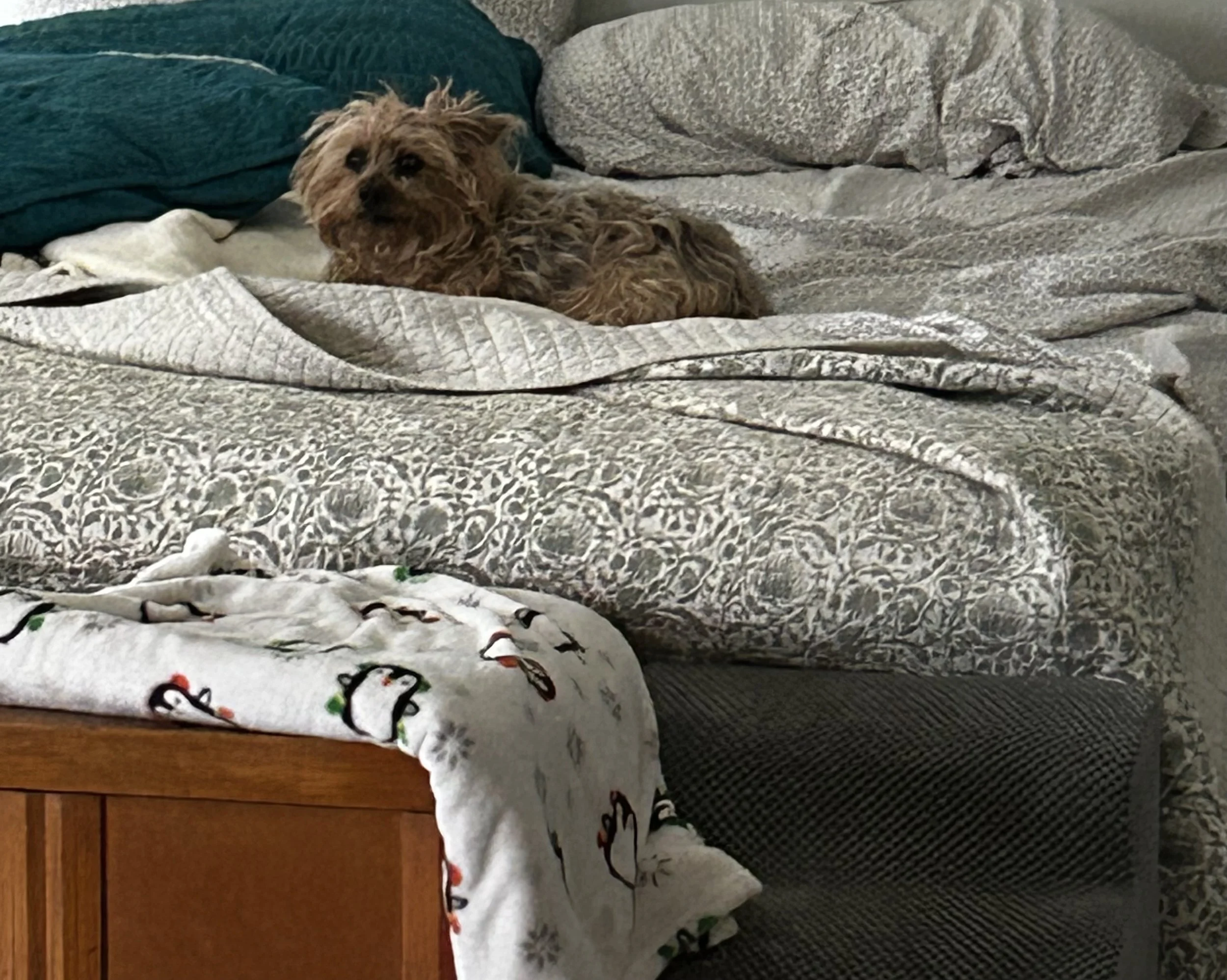 A small brown dog with curly fur lying on a bed with patterned sheets, looking towards the camera. She stole the Chatty Pet Sitter's spot in bed.