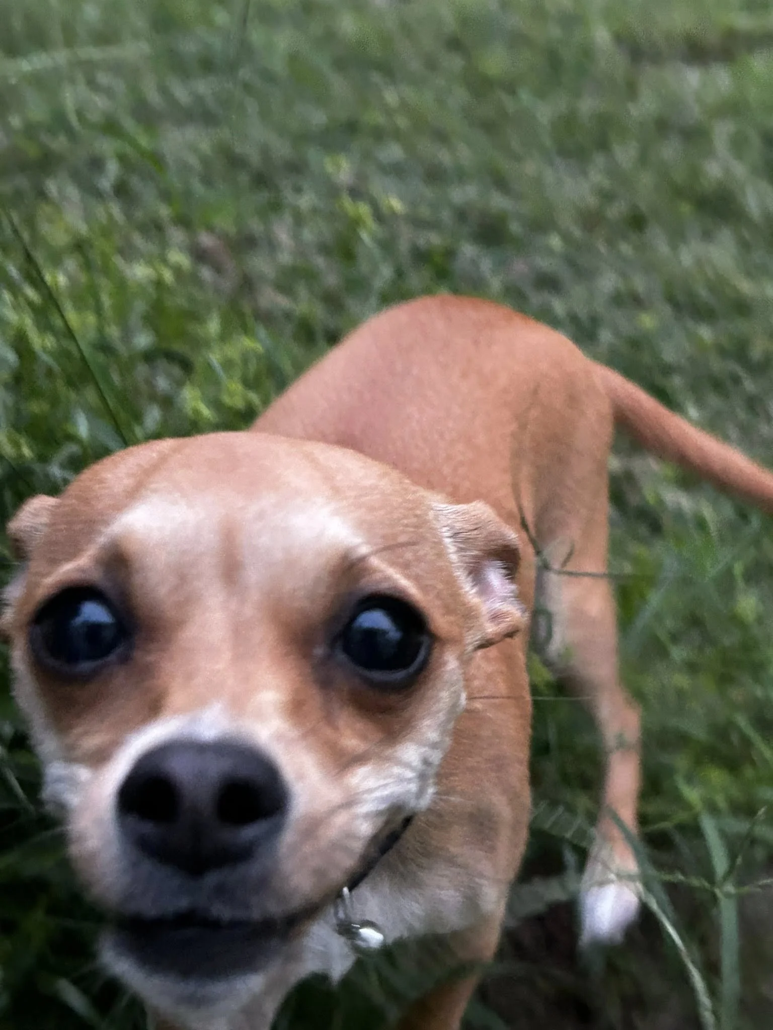 A small tan Chihuahua dog with large dark eyes looking up at the camera, surrounded by green grass.