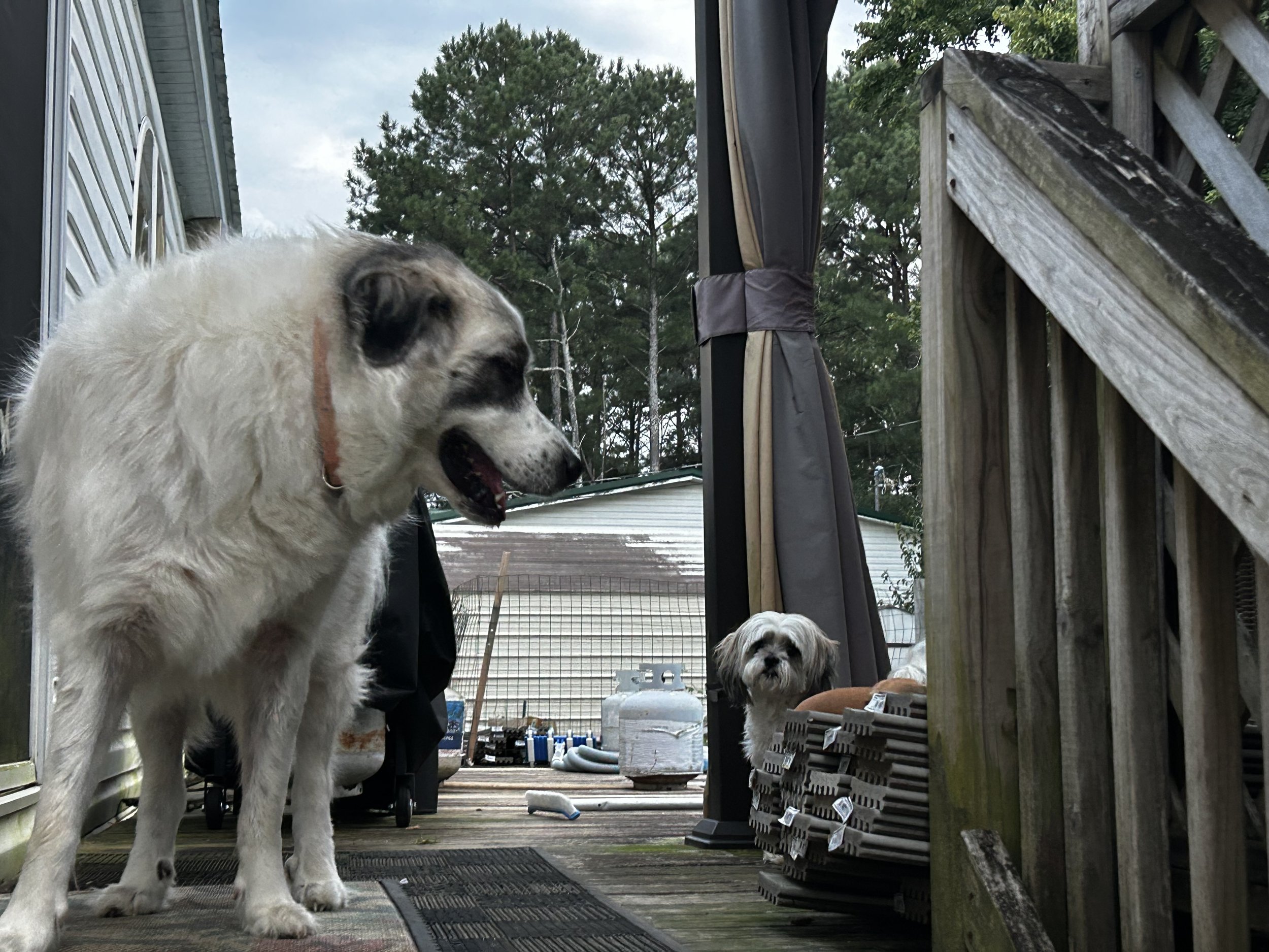 Two dogs on a wooden porch with trees and a cloudy sky in the background. The larger dog is standing near the door, and the smaller dog is sitting behind some stacked mats.