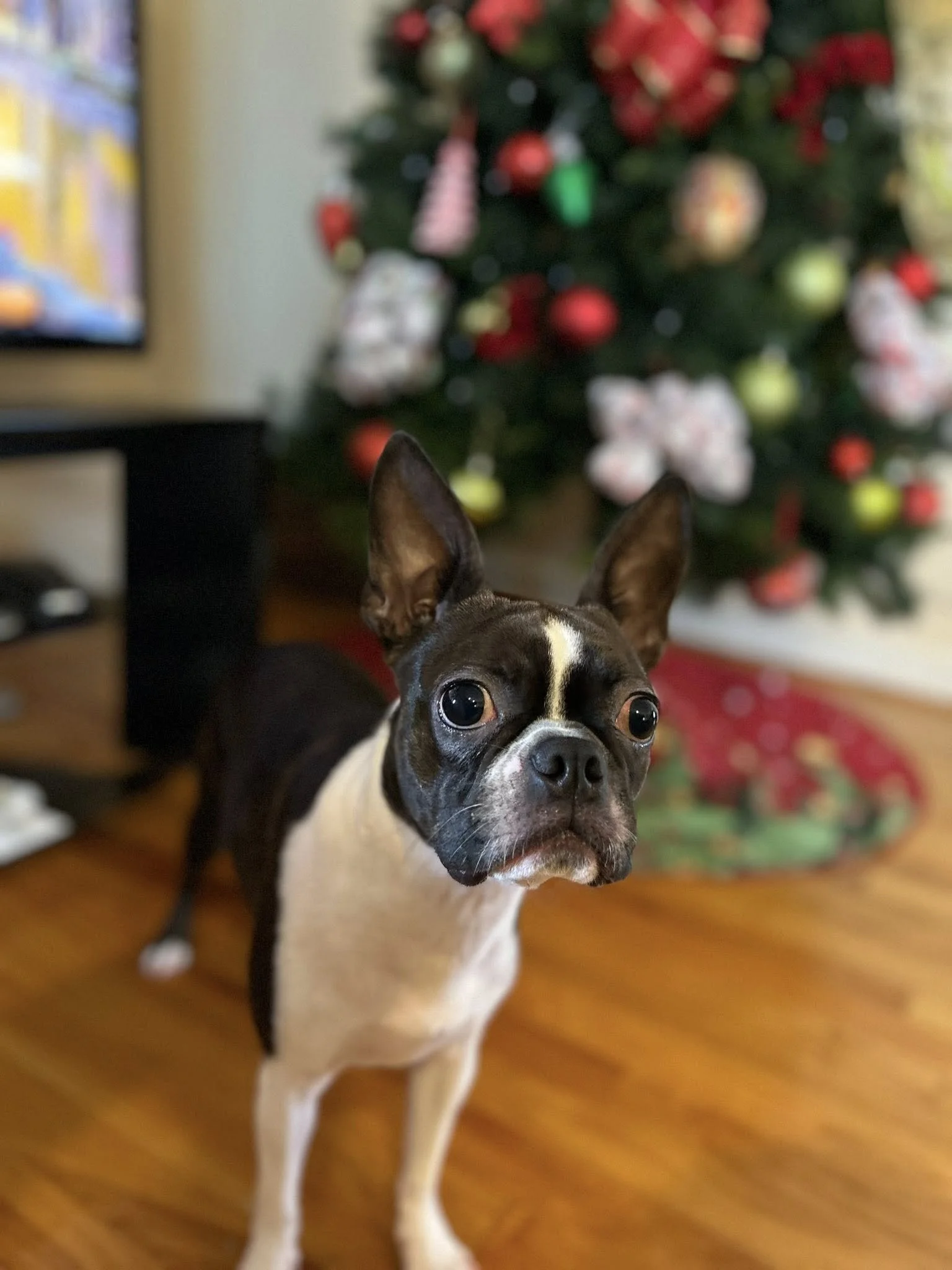 A small black and white dog, definitely a Boston Terrier, standing on a wooden floor in front of a decorated Christmas tree with red, green, and white ornaments.