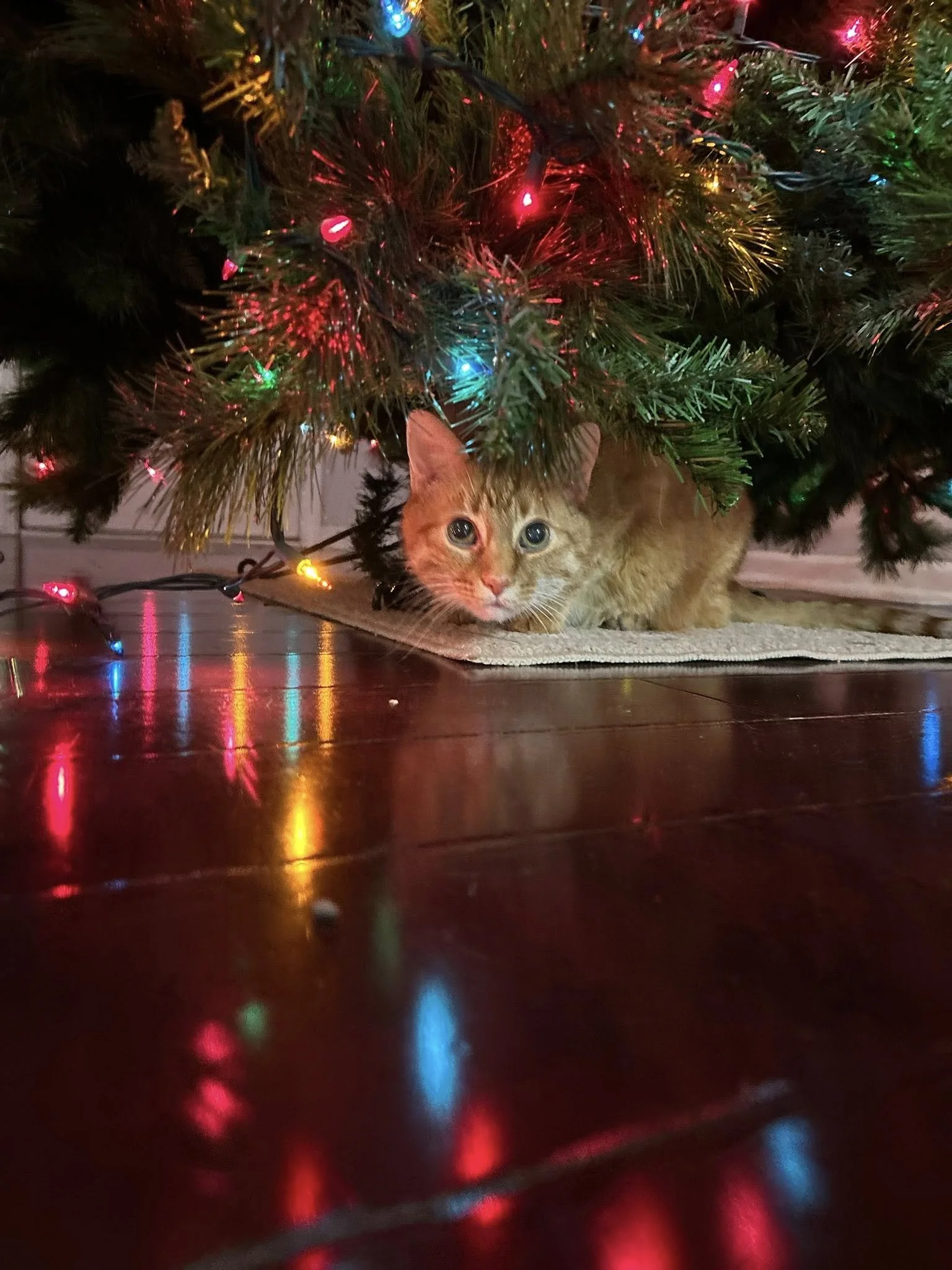 A large diabetic orange cat lying on a rug under a decorated Christmas tree with colorful lights.