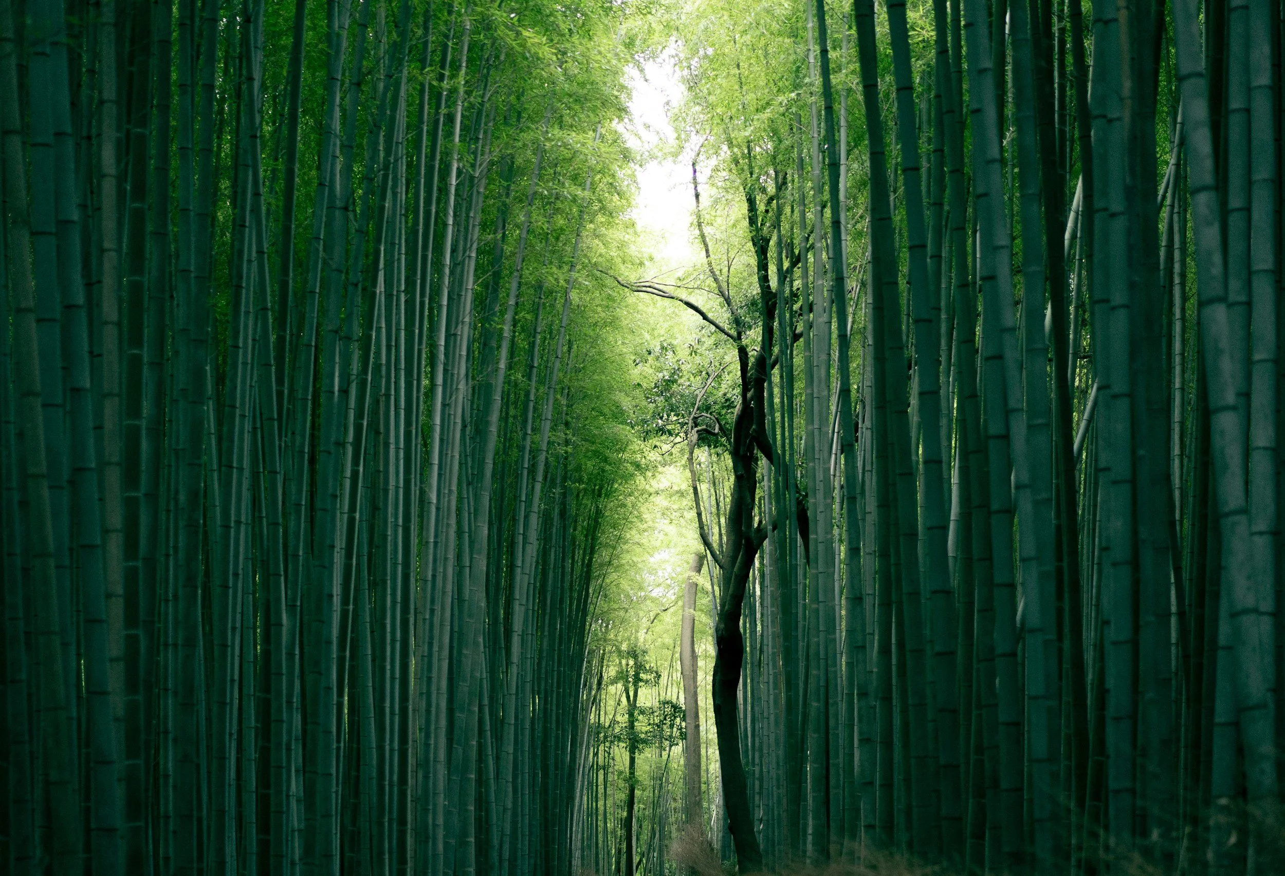 A serene bamboo forest with tall green bamboo stalks on both sides, leading into a bright, sunlit clearing with a few trees and lush greenery.