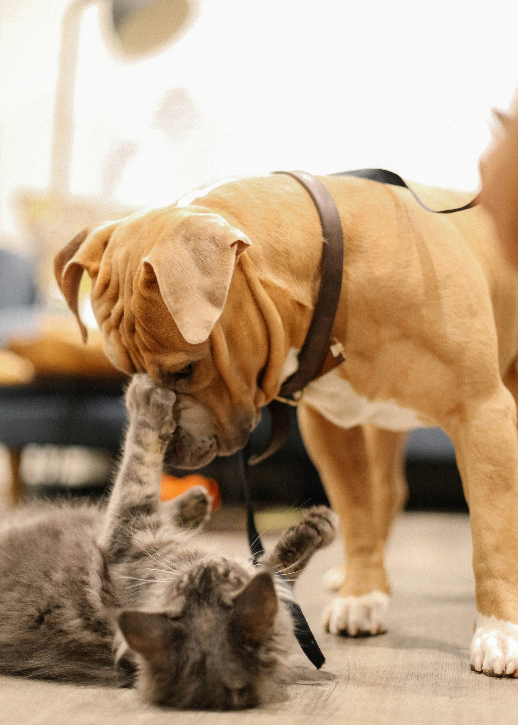 A kitten playing with a dog's paw. The dog is wearing a brown harness and has a tan coat, while the kitten has gray and black striped fur.