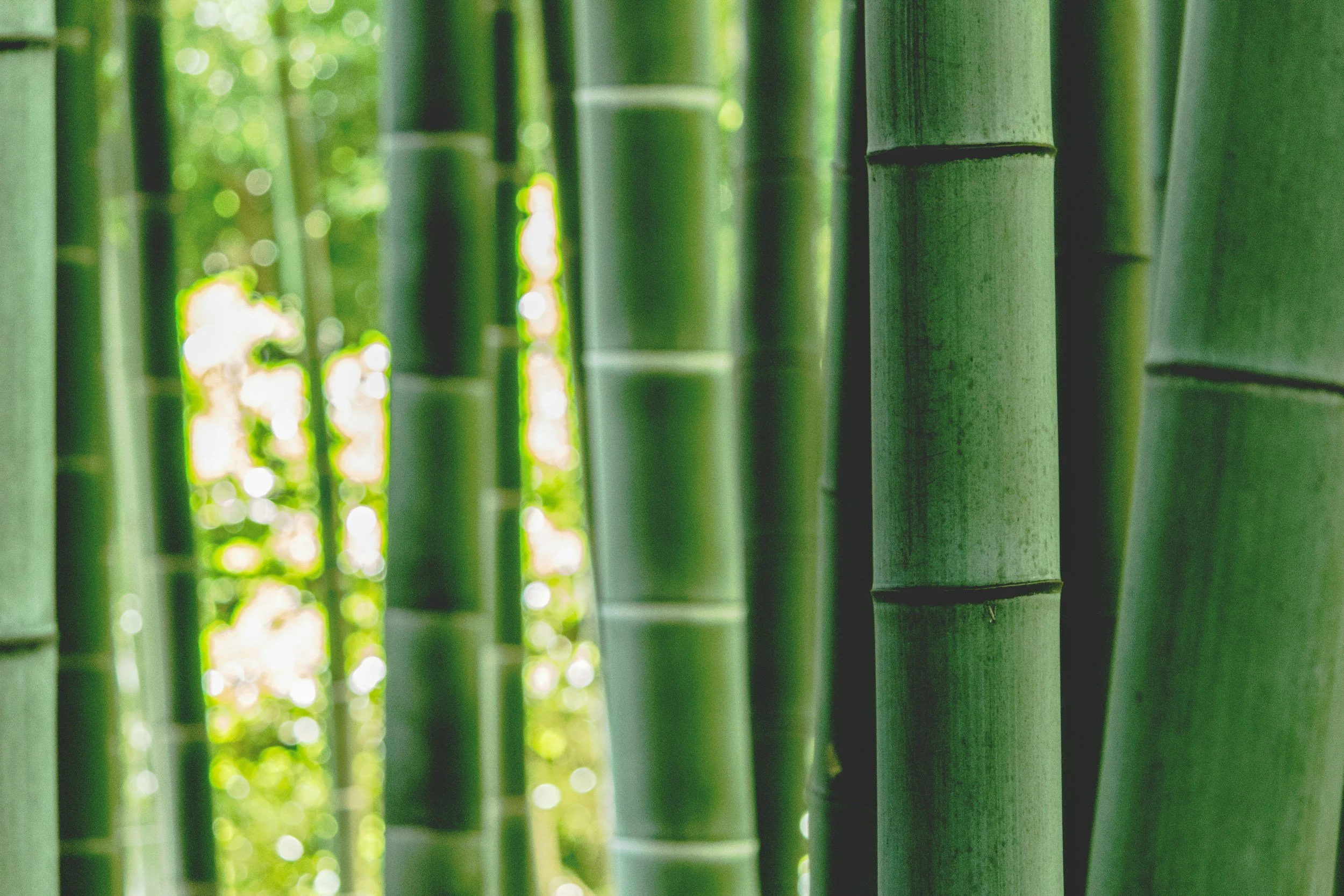 Close-up of green bamboo stalks in a bamboo forest with sunlight filtering through.