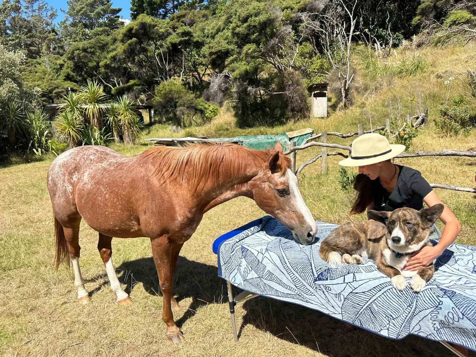 ConTact CARE sessions for dogs and horses available in West Auckland