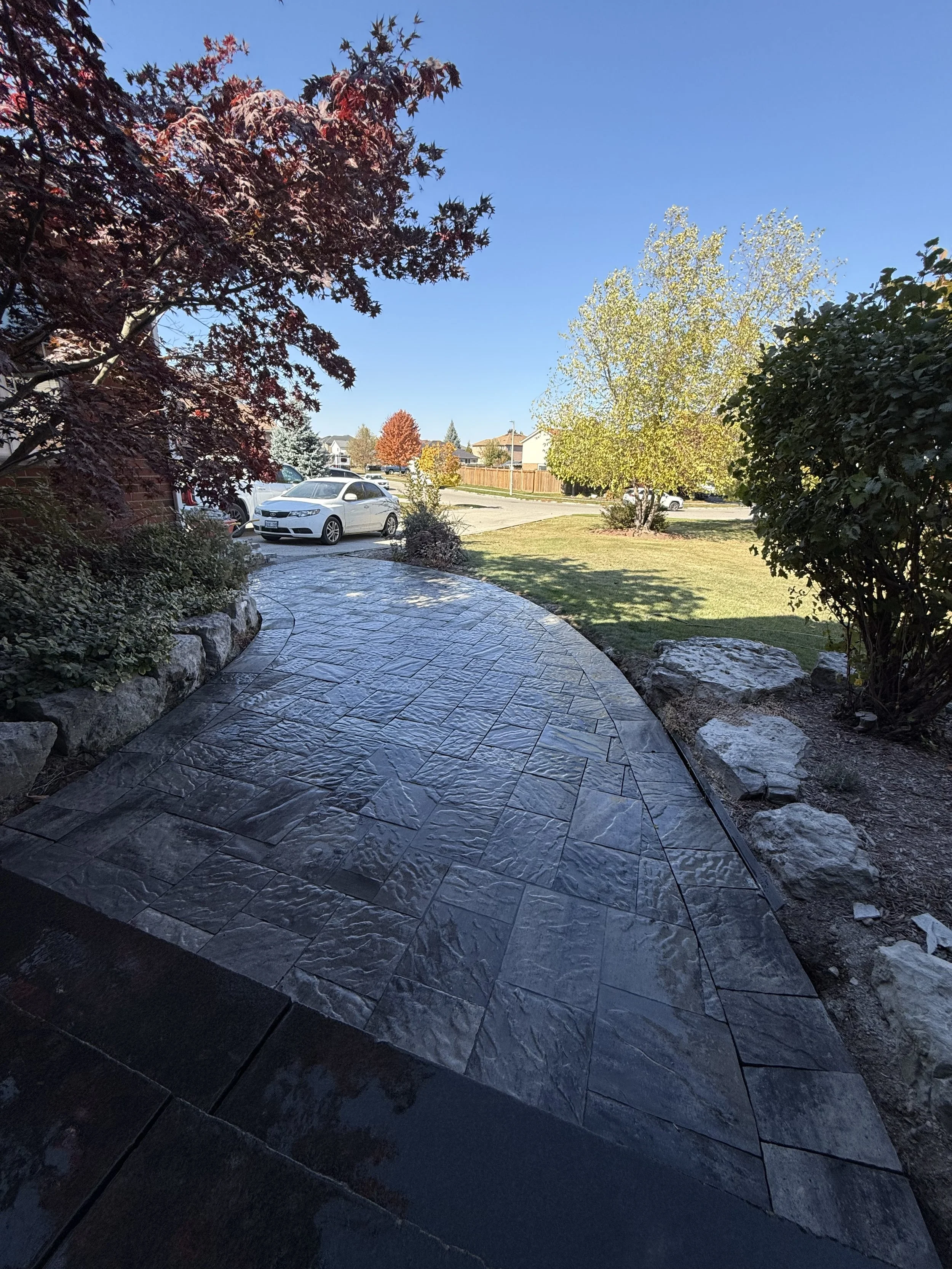 A curved concrete walkway in a residential front yard, with a red-leafed tree on the left, a grassy area with trees on the right, and parked cars in the background on a bright, sunny day.
