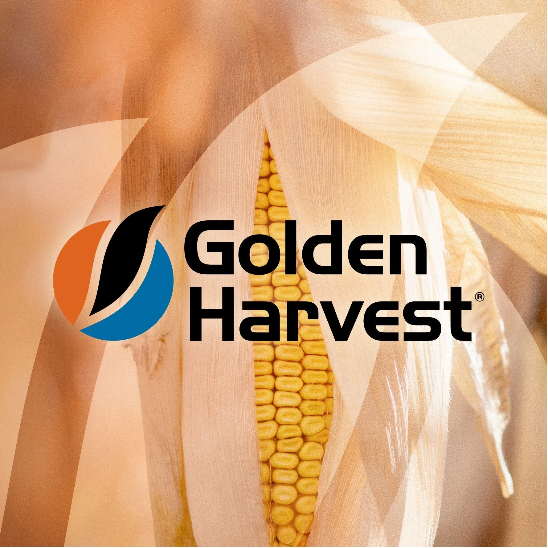 Golden Harvest Seeds