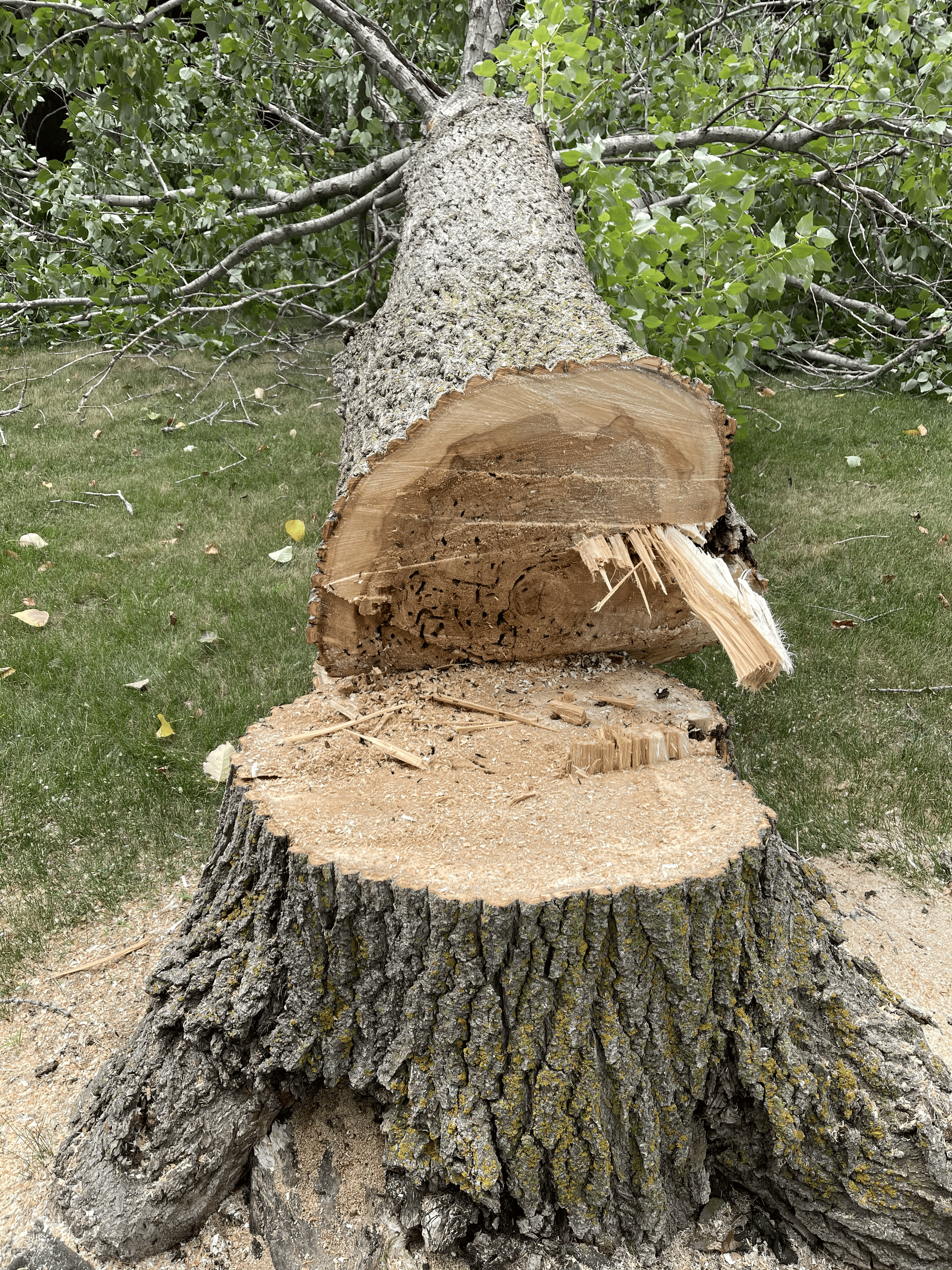 A lumberjack in safety gear using a chainsaw to cut a fallen tree in a forest with tall trees and sunlight filtering through.
