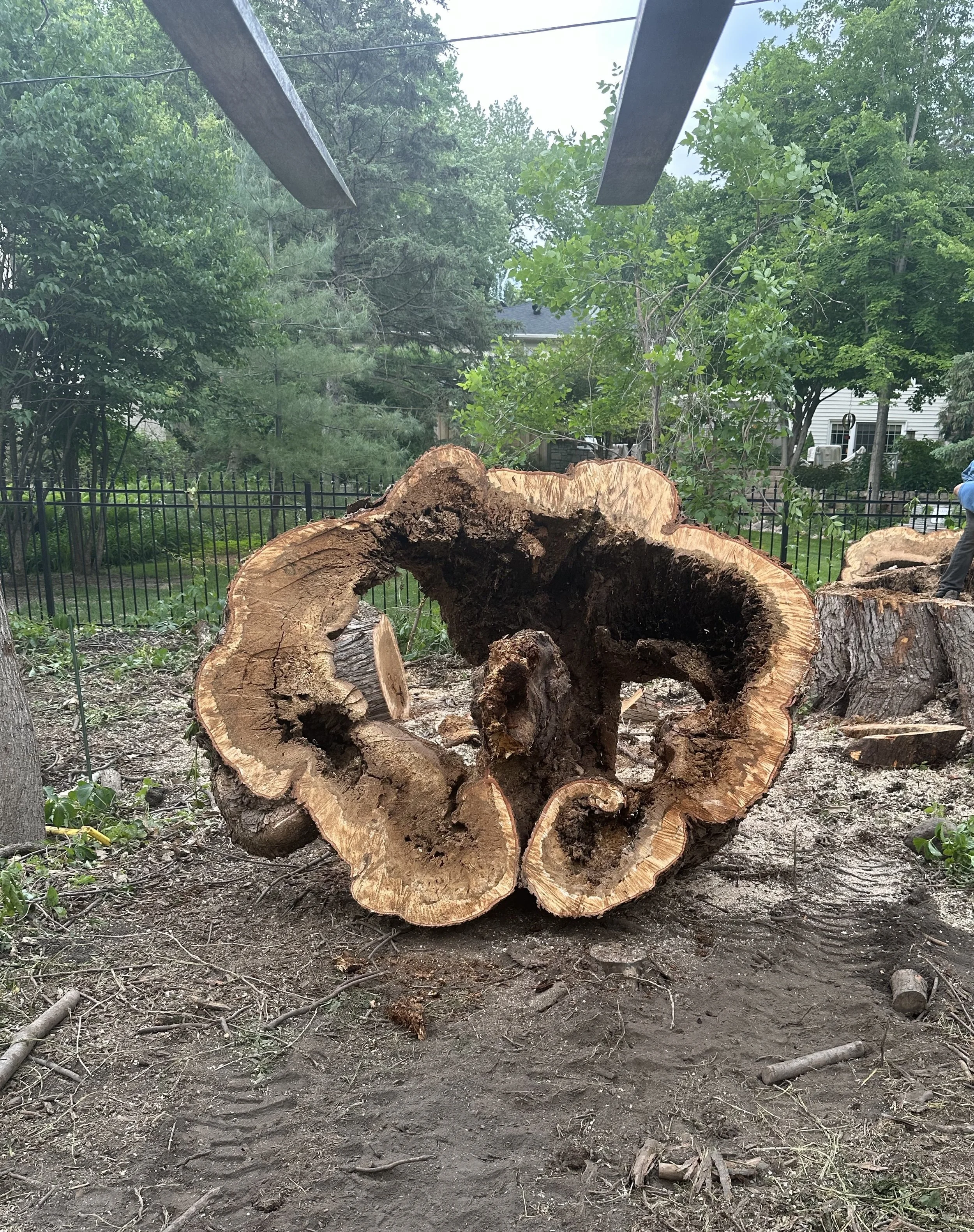 A lumberjack in safety gear using a chainsaw to cut a fallen tree in a forest with tall trees and sunlight filtering through.