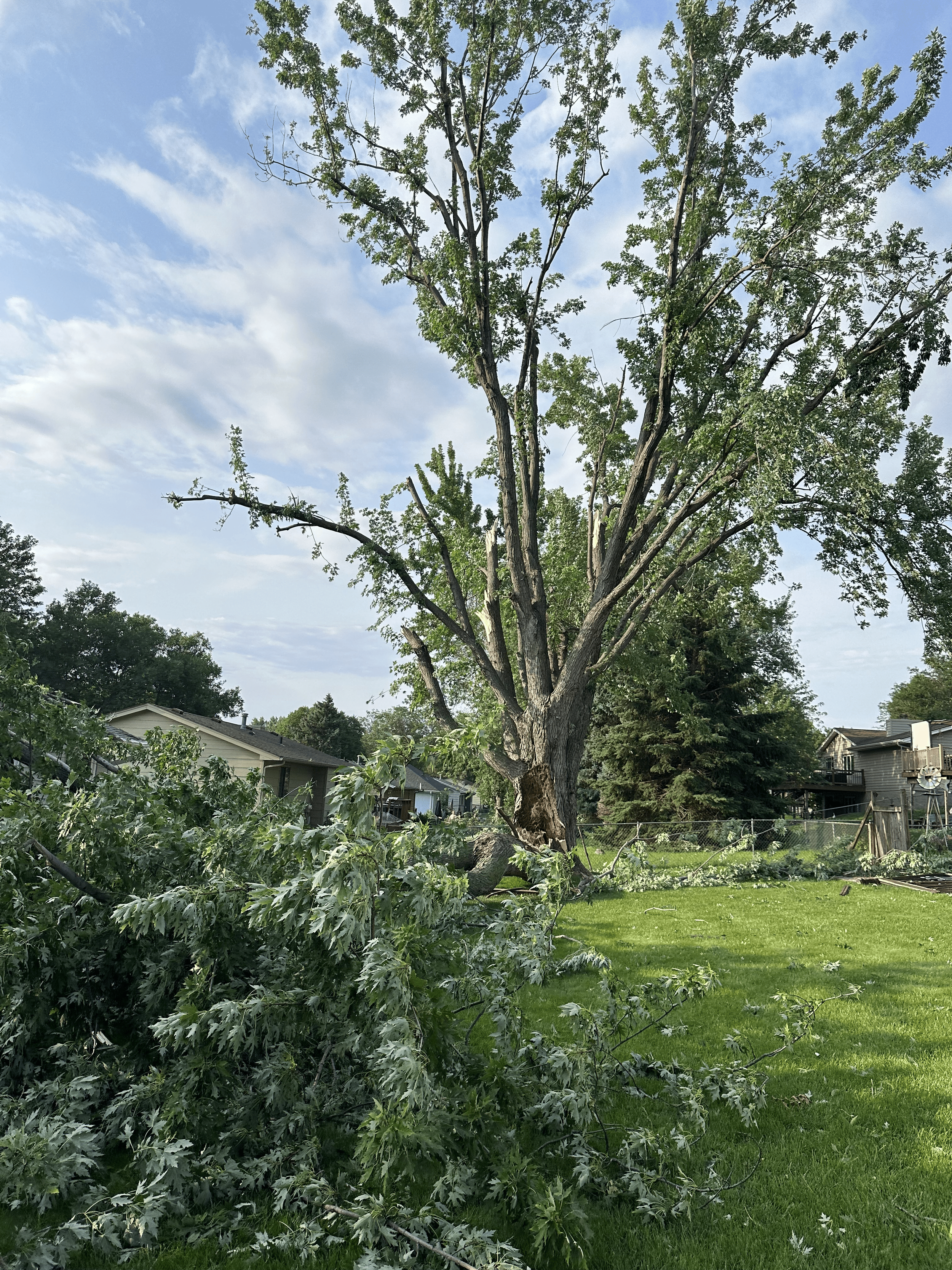 Tree worker wearing safety gear climbing a tree with ropes and harnesses near a ladder