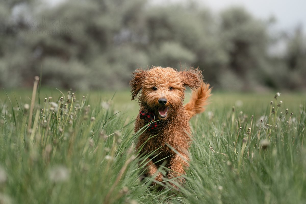 sarah-zabel-photography-boise-dog-photography-3.JPG