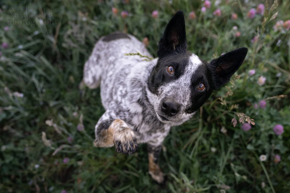 sarah-zabel-photography-boise-dog-photography-7.JPG